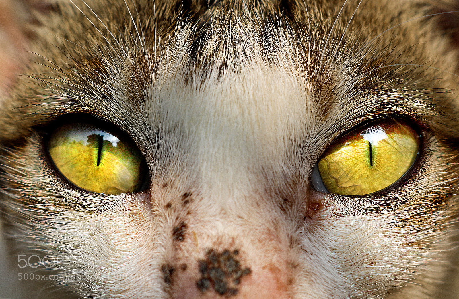 Canon EOS 750D (EOS Rebel T6i / EOS Kiss X8i) sample photo. Eye's on you photography