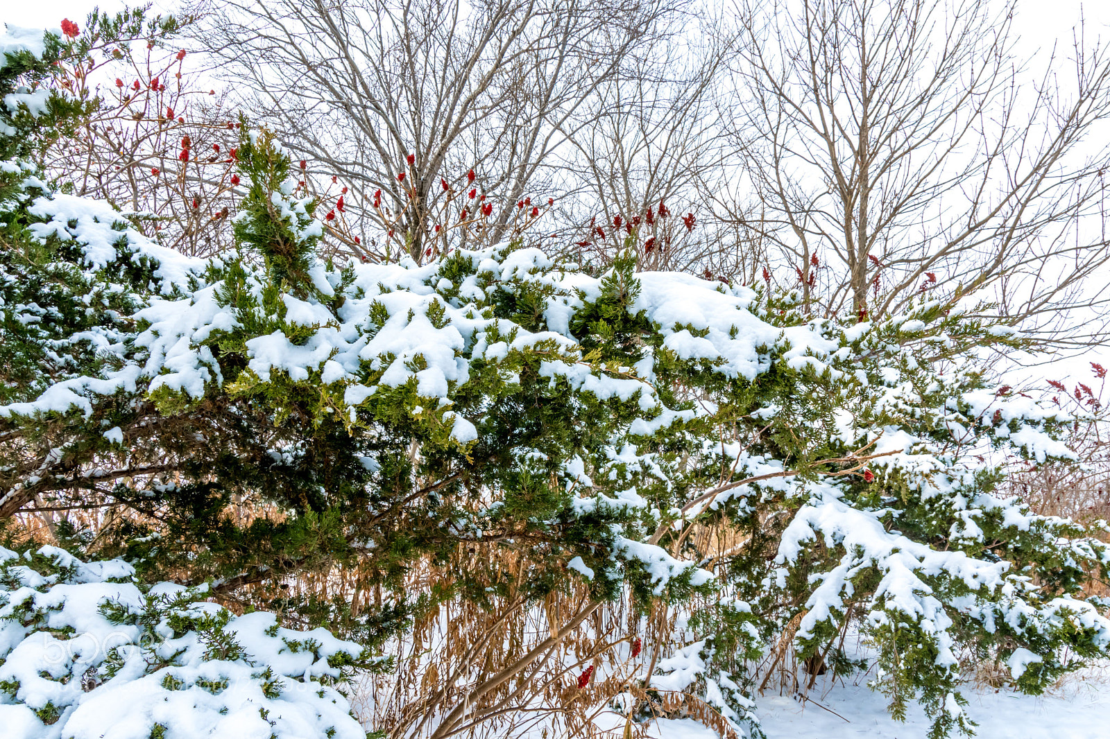 Nikon D7200 sample photo. Winter 8 photography