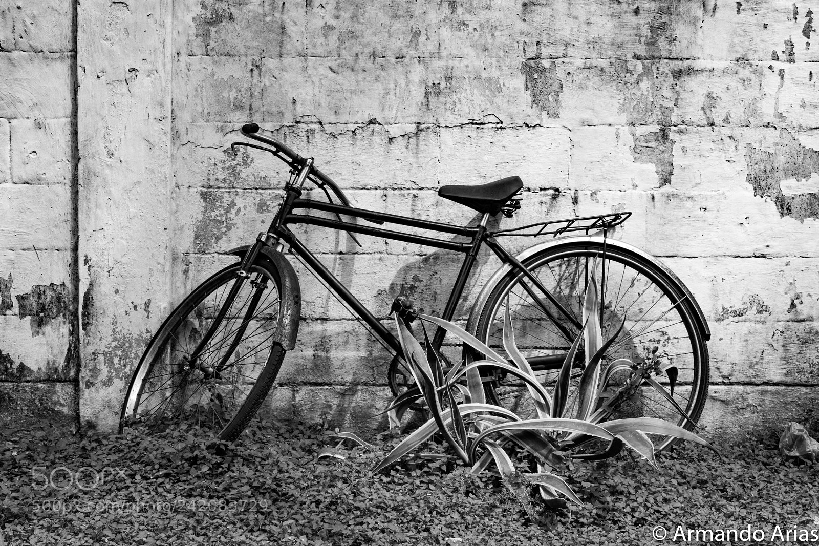 Nikon D5300 sample photo. Bicicleta enraizada photography