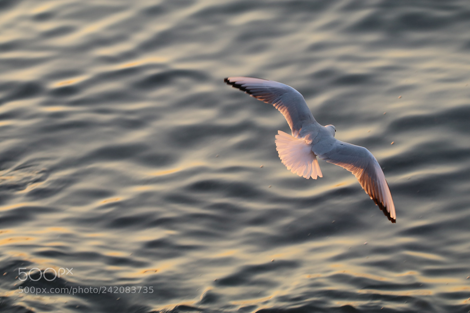 Tamron SP 150-600mm F5-6.3 Di VC USD sample photo. 飞fly photography