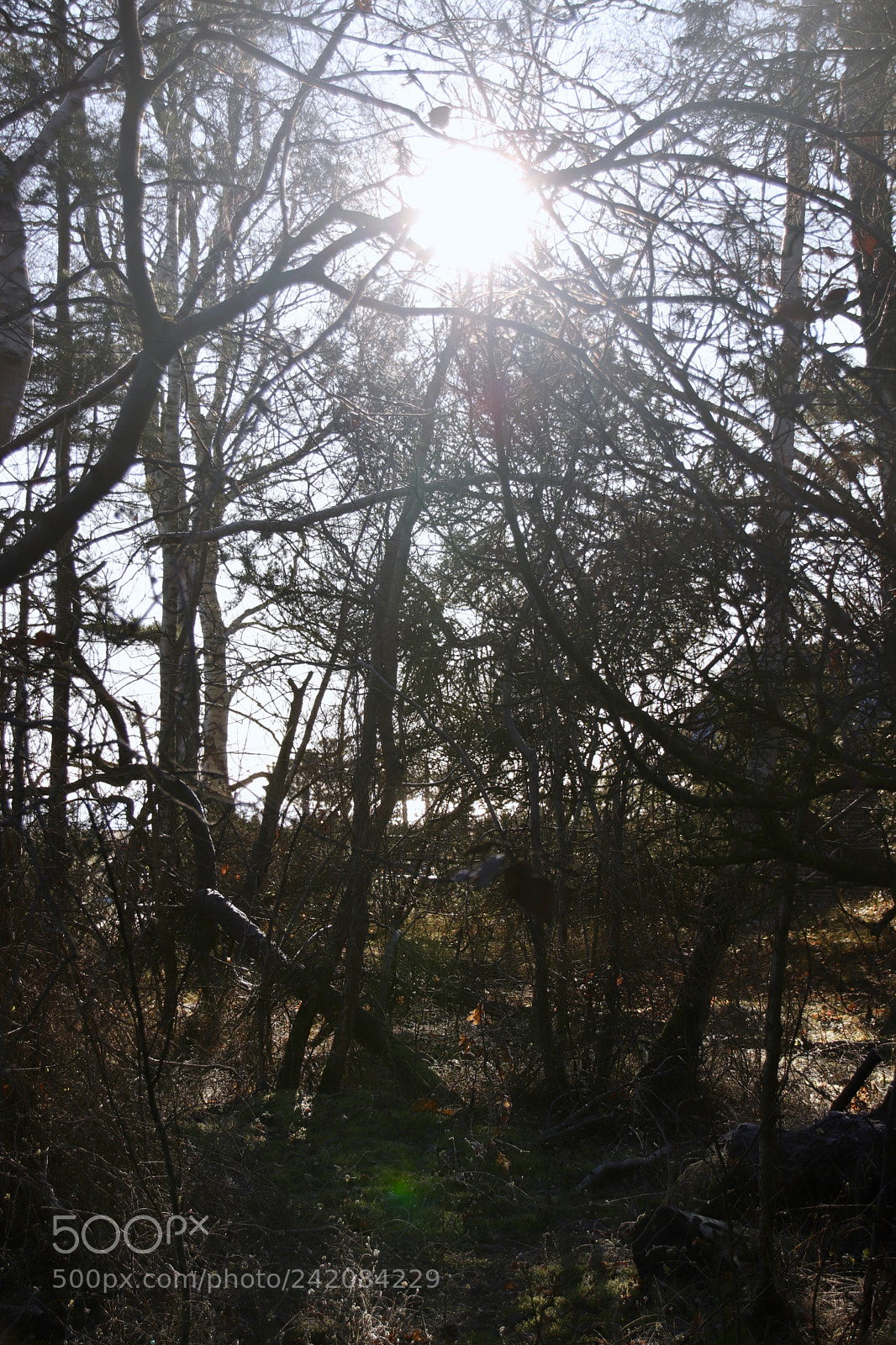 Canon EOS 77D (EOS 9000D / EOS 770D) sample photo. Mystery forest photography
