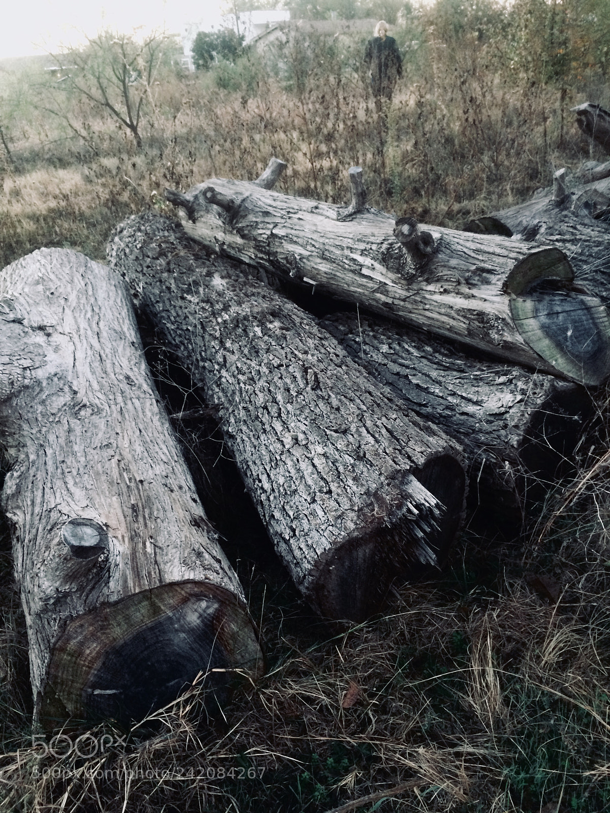 Apple iPhone 5s sample photo. Untitled photography