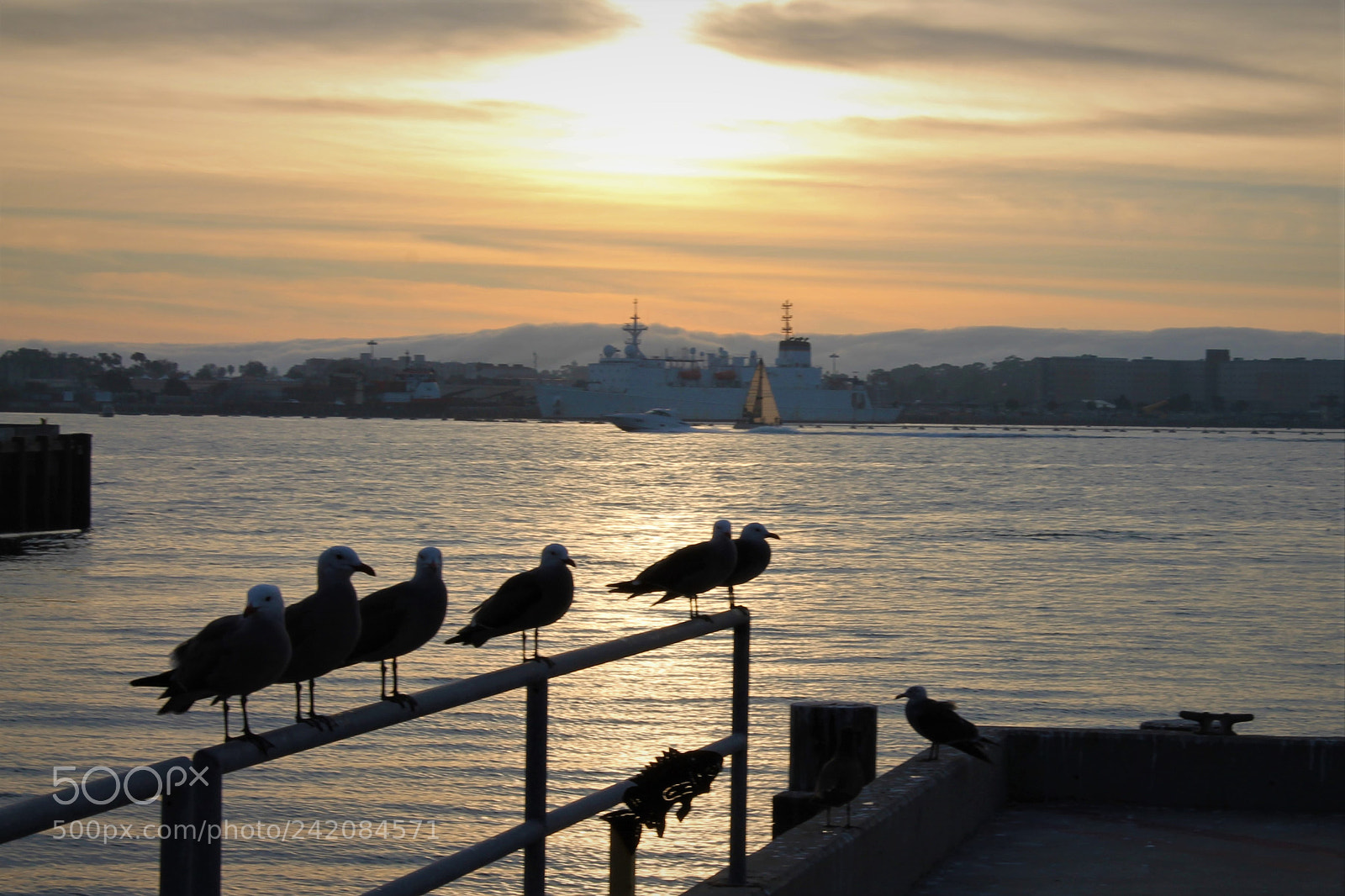 Canon EOS 1100D (EOS Rebel T3 / EOS Kiss X50) sample photo. Birds at seaport village photography