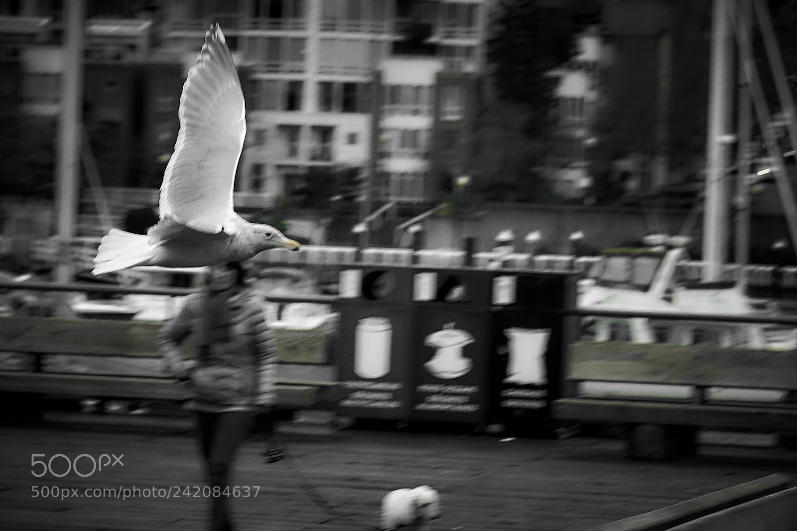 Sony a6500 sample photo. Fly by photography
