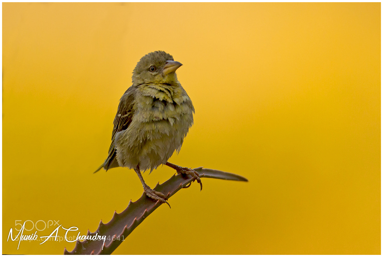Canon EOS-1D Mark IV sample photo. The sunrise weaver! photography