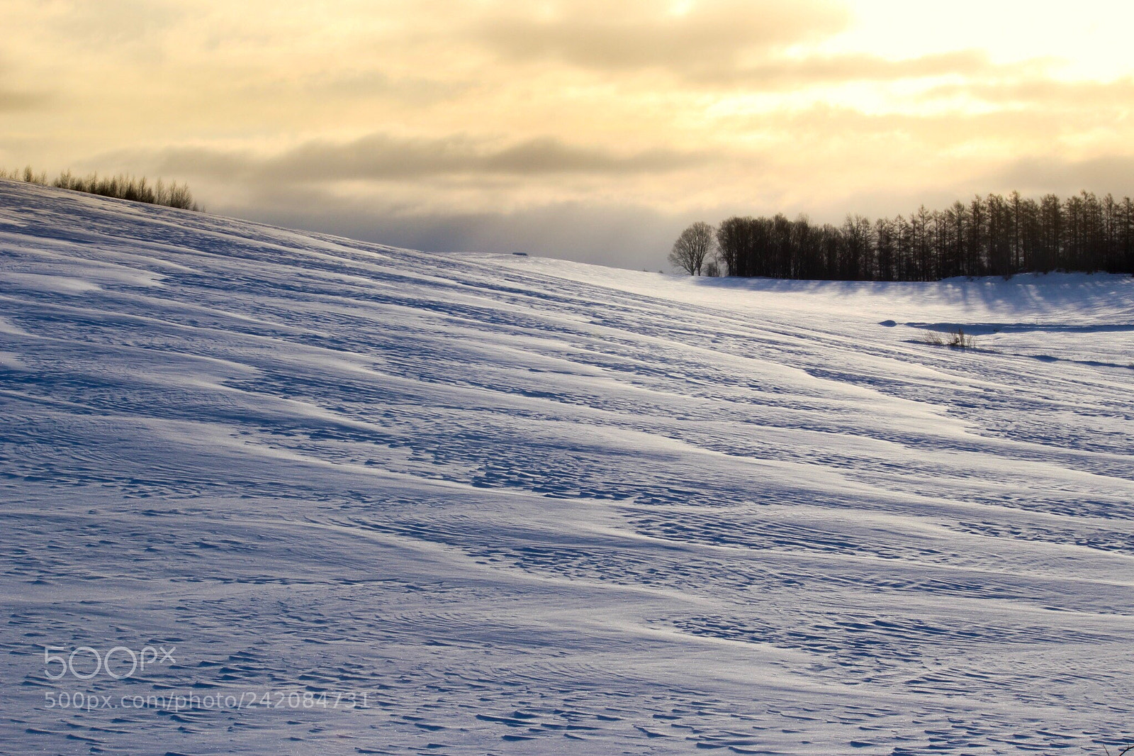 Canon EOS 100D (EOS Rebel SL1 / EOS Kiss X7) sample photo. Snowy field photography