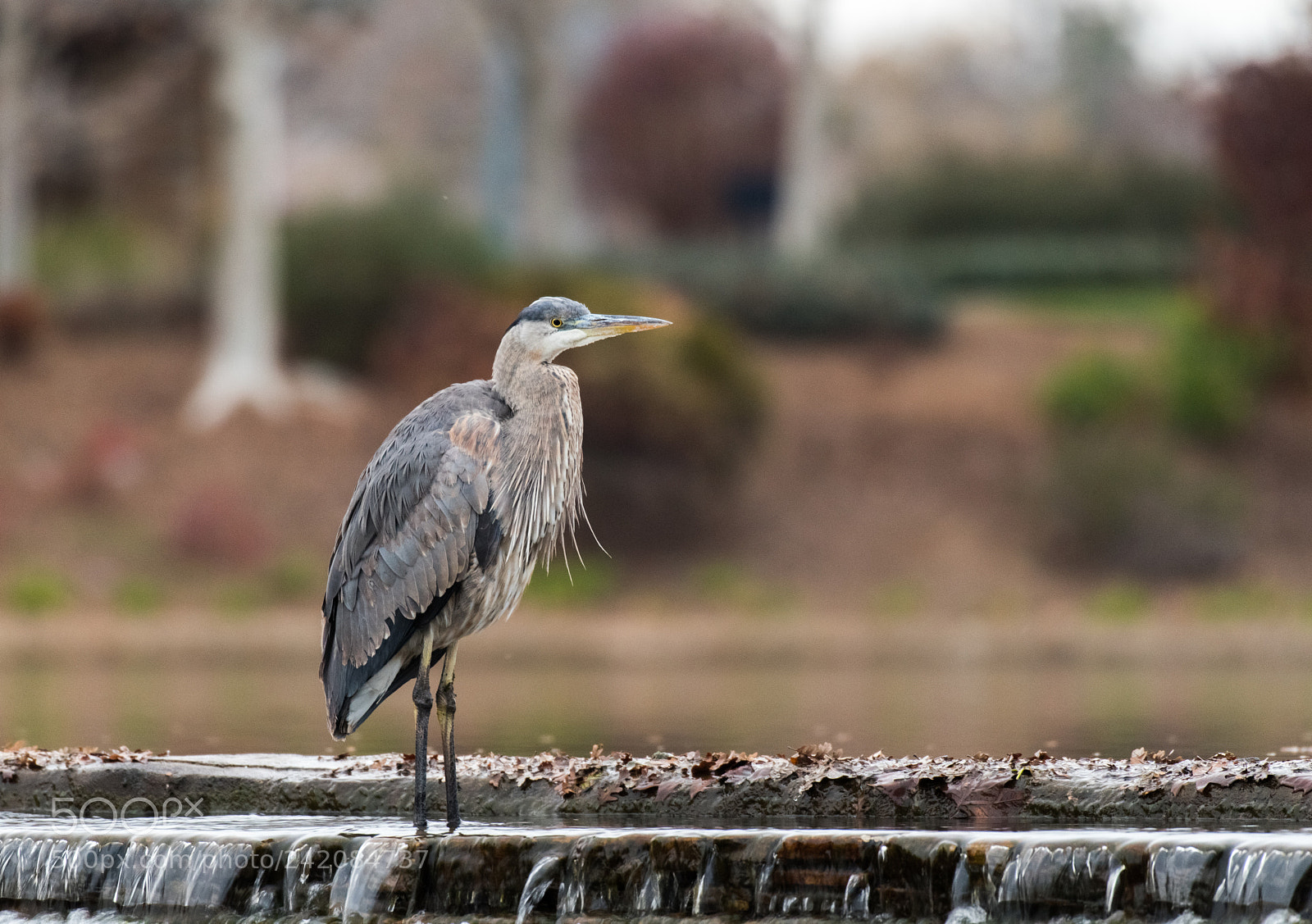 Nikon D810 sample photo. Blue heron photography