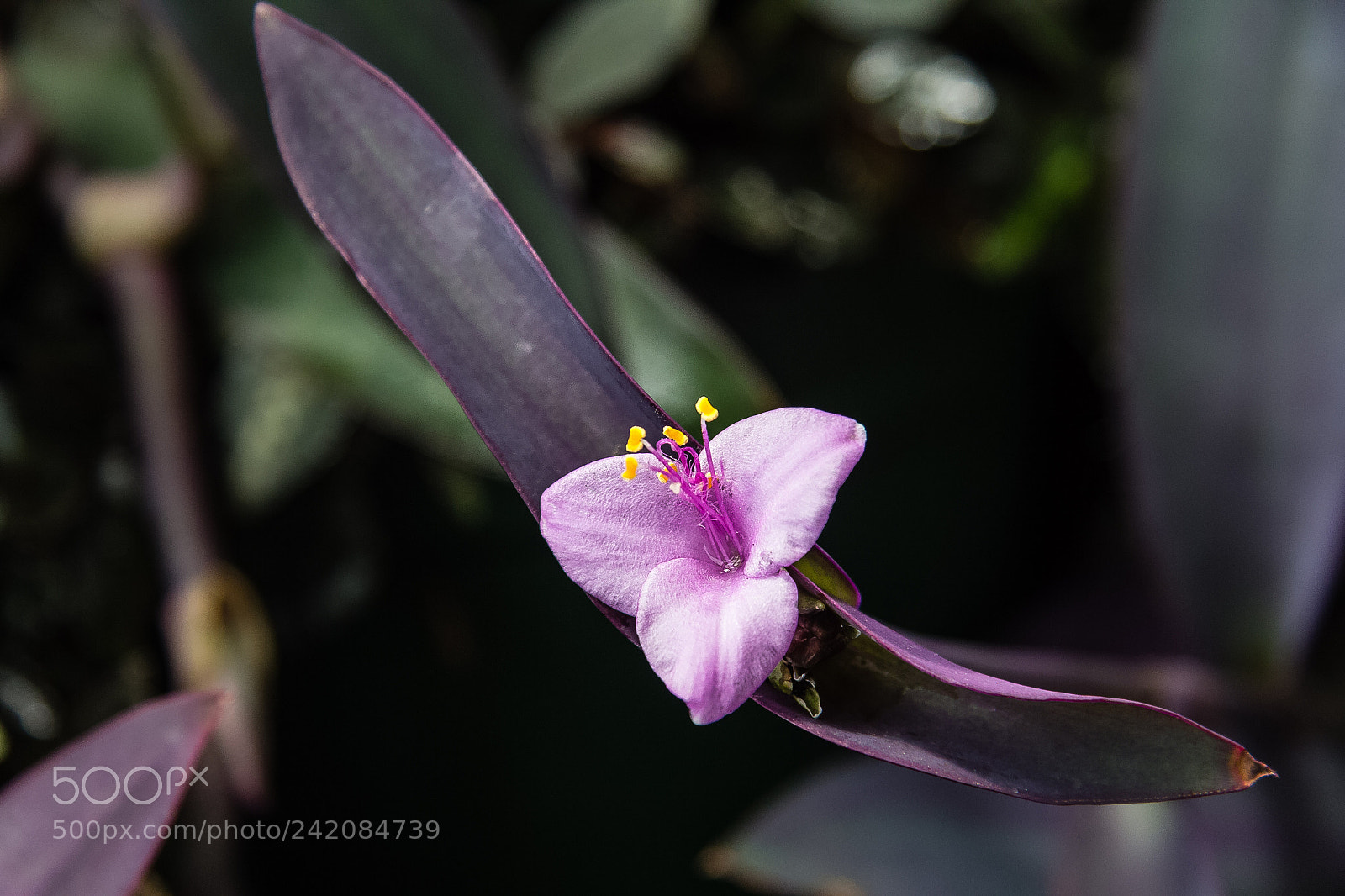 Canon EOS 60D sample photo. Setcreasea purpurea photography