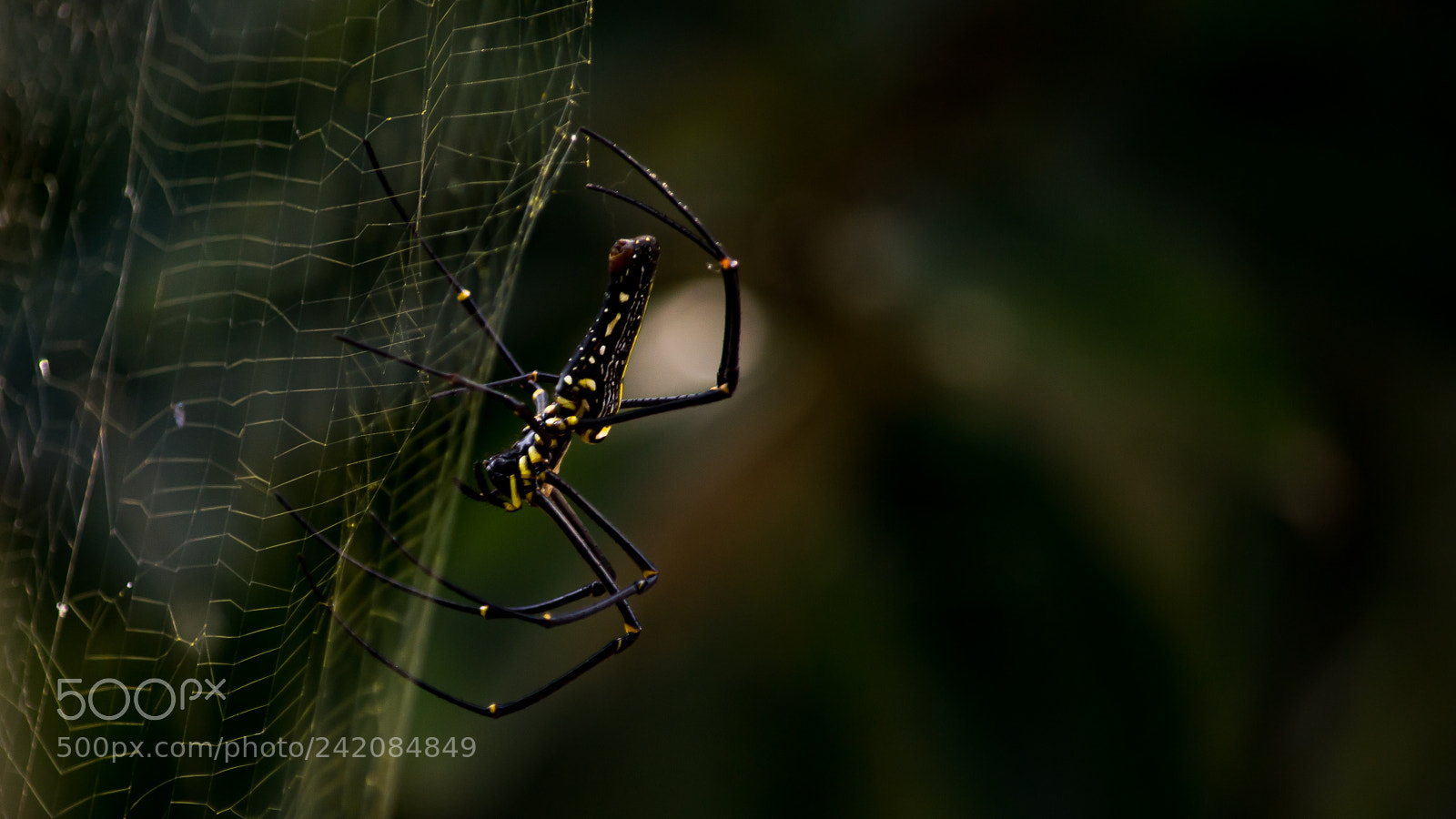 Nikon D3100 sample photo. Garden spider photography