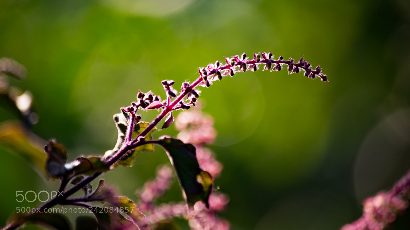 Nikon D3100 sample photo. Tulsi photography