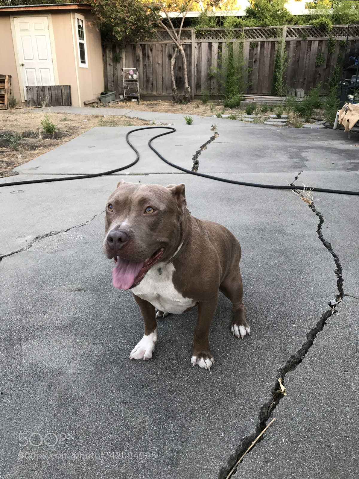 Apple iPhone 7 Plus sample photo. Pitbull romeo palo alto photography