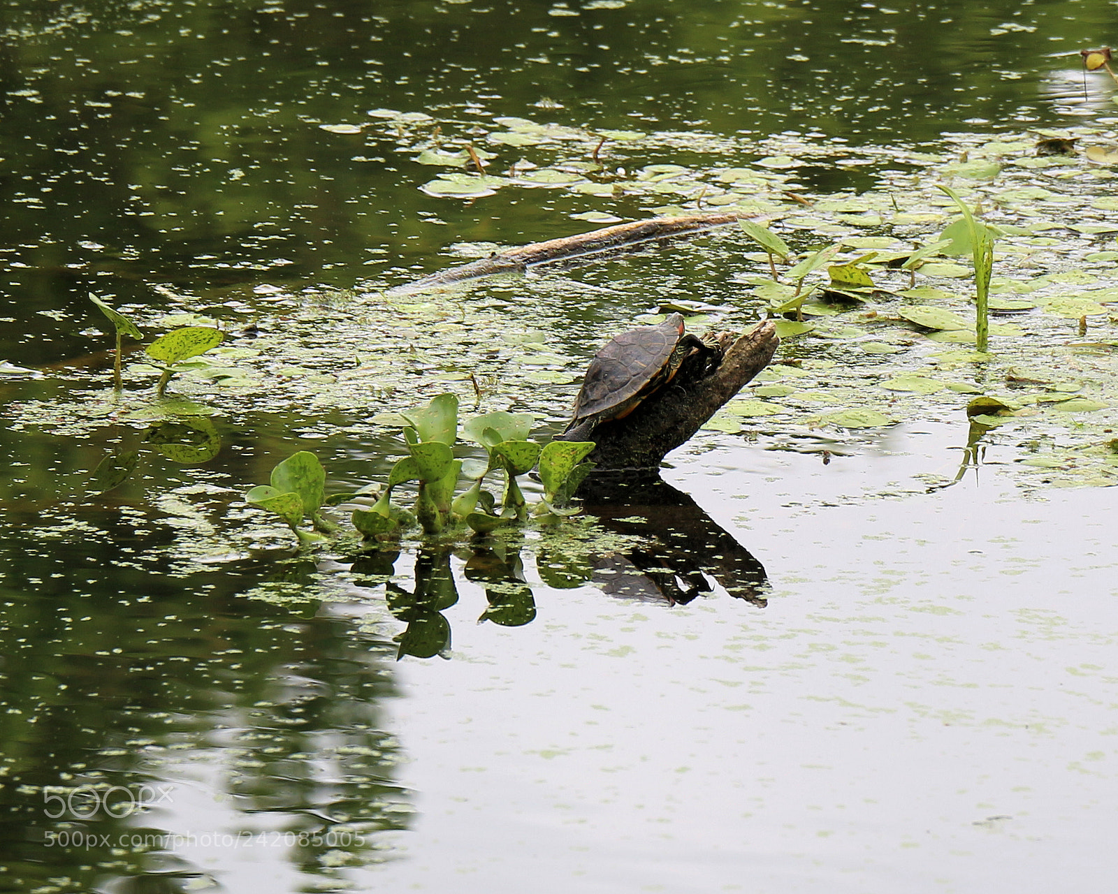 Canon EOS 700D (EOS Rebel T5i / EOS Kiss X7i) sample photo. Red ear slider turtle photography