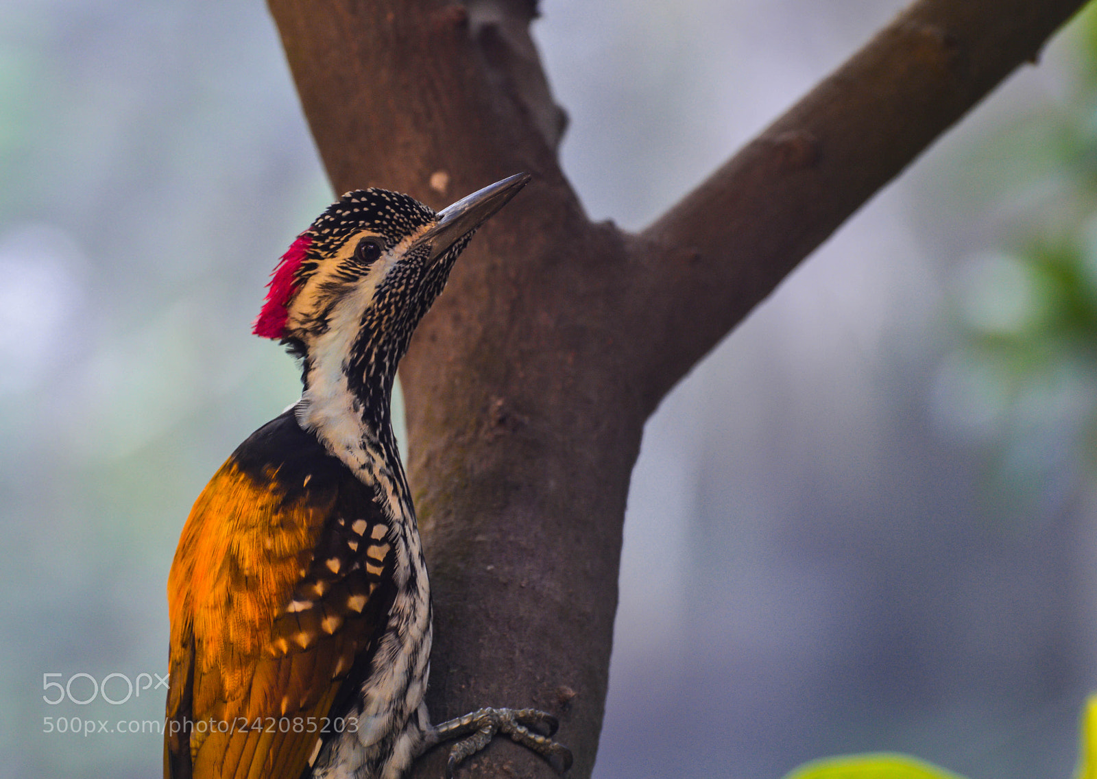 Nikon D3200 sample photo. Woodpacker near my window photography
