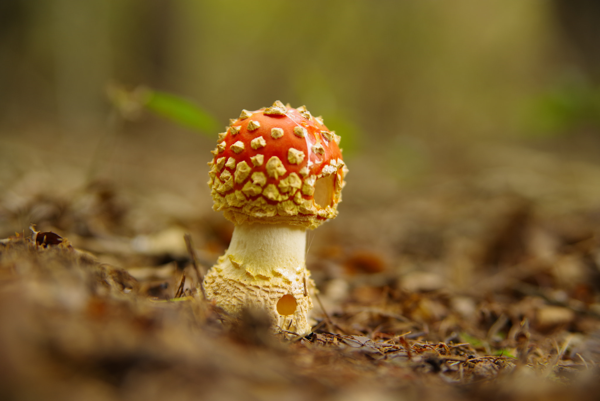 Pentax K-1 sample photo. Amanita muscaria photography