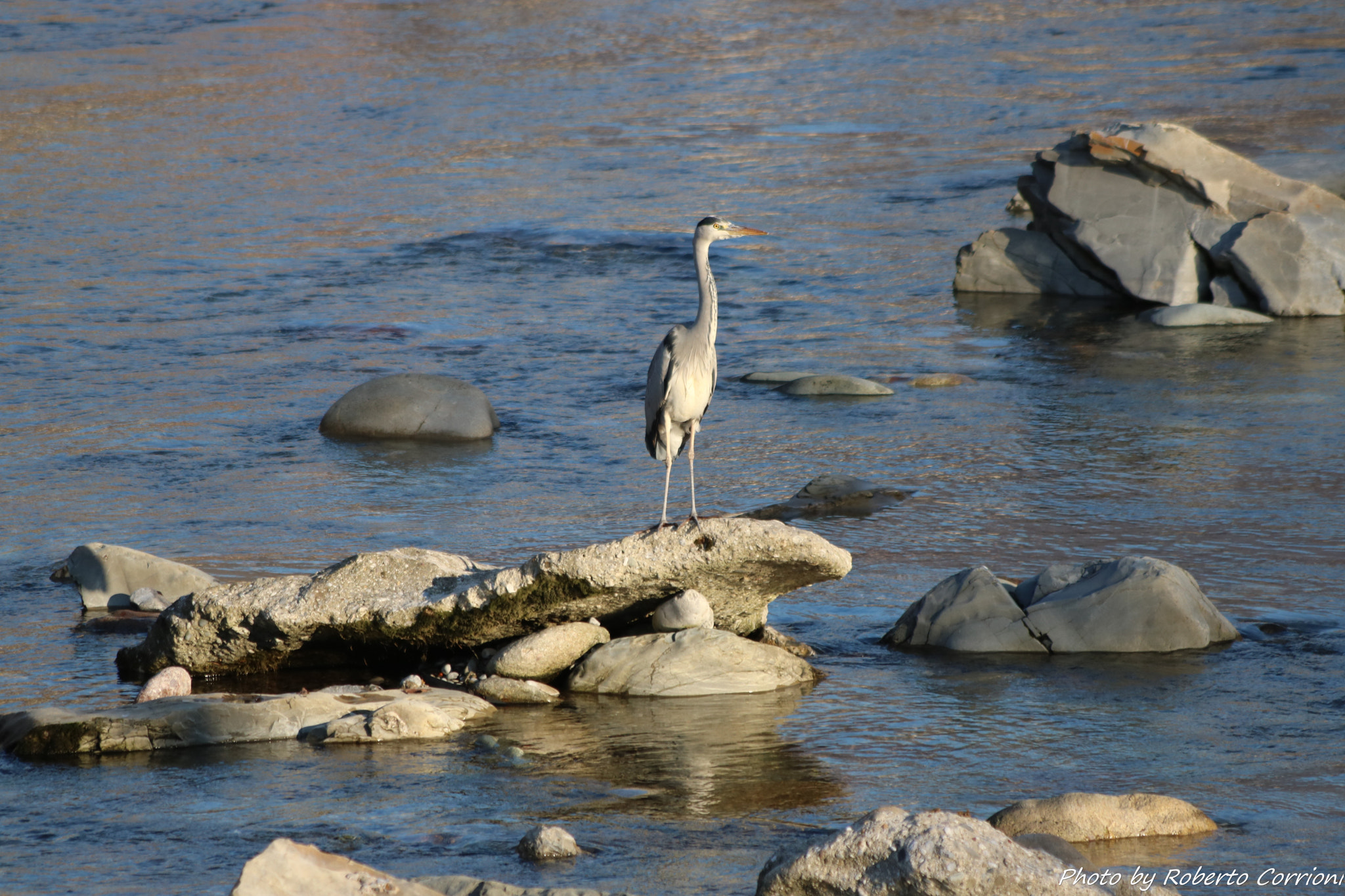Canon EF 70-300mm F4-5.6 IS USM sample photo. Airone al fiume photography