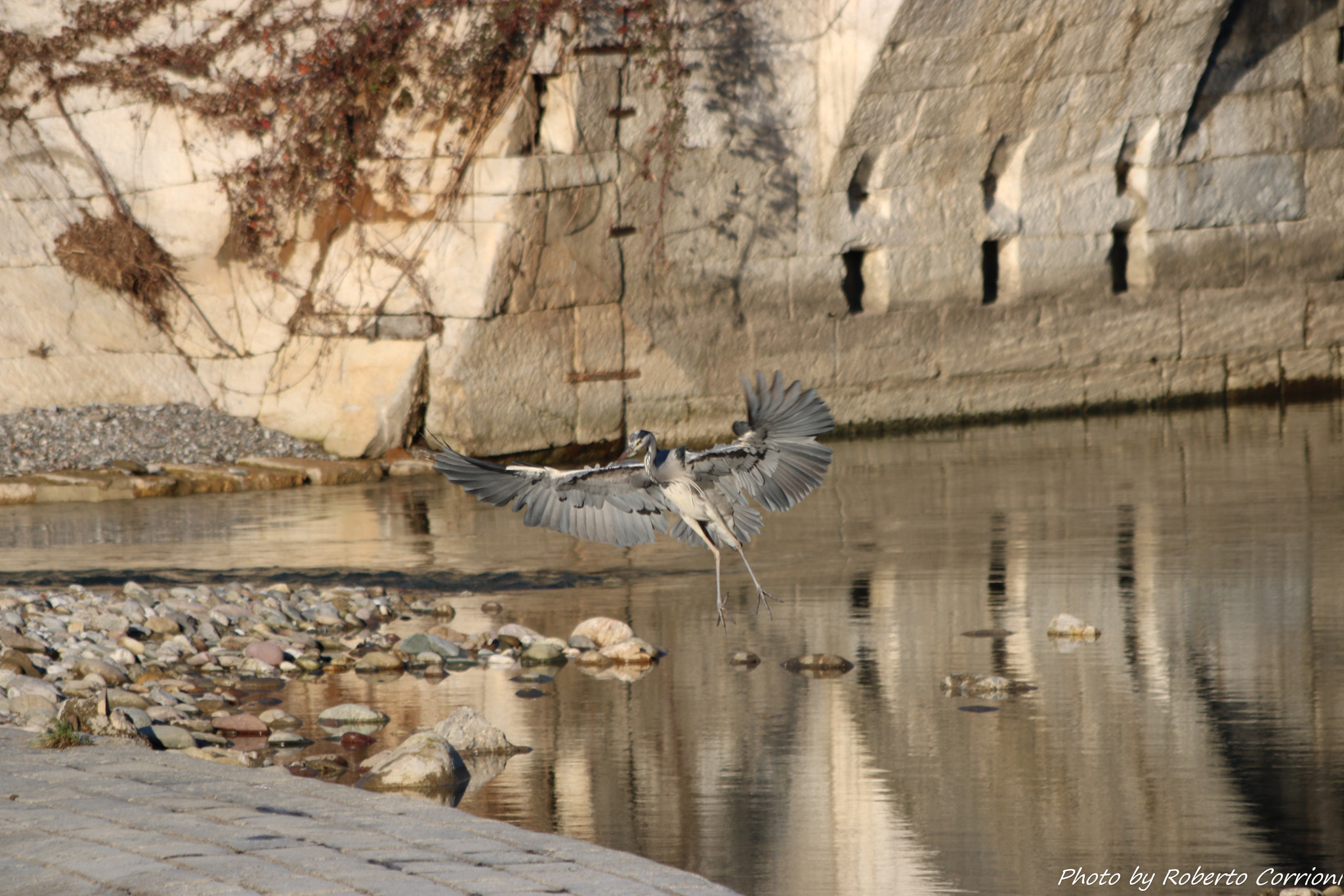 Canon EF 70-300mm F4-5.6 IS USM sample photo. Airone al fiume photography