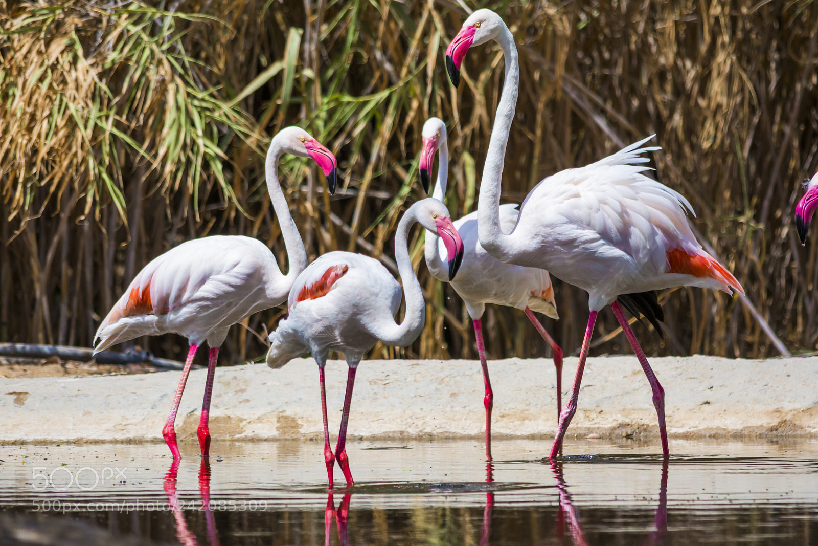 Nikon D7100 sample photo. Greater flamingo photography