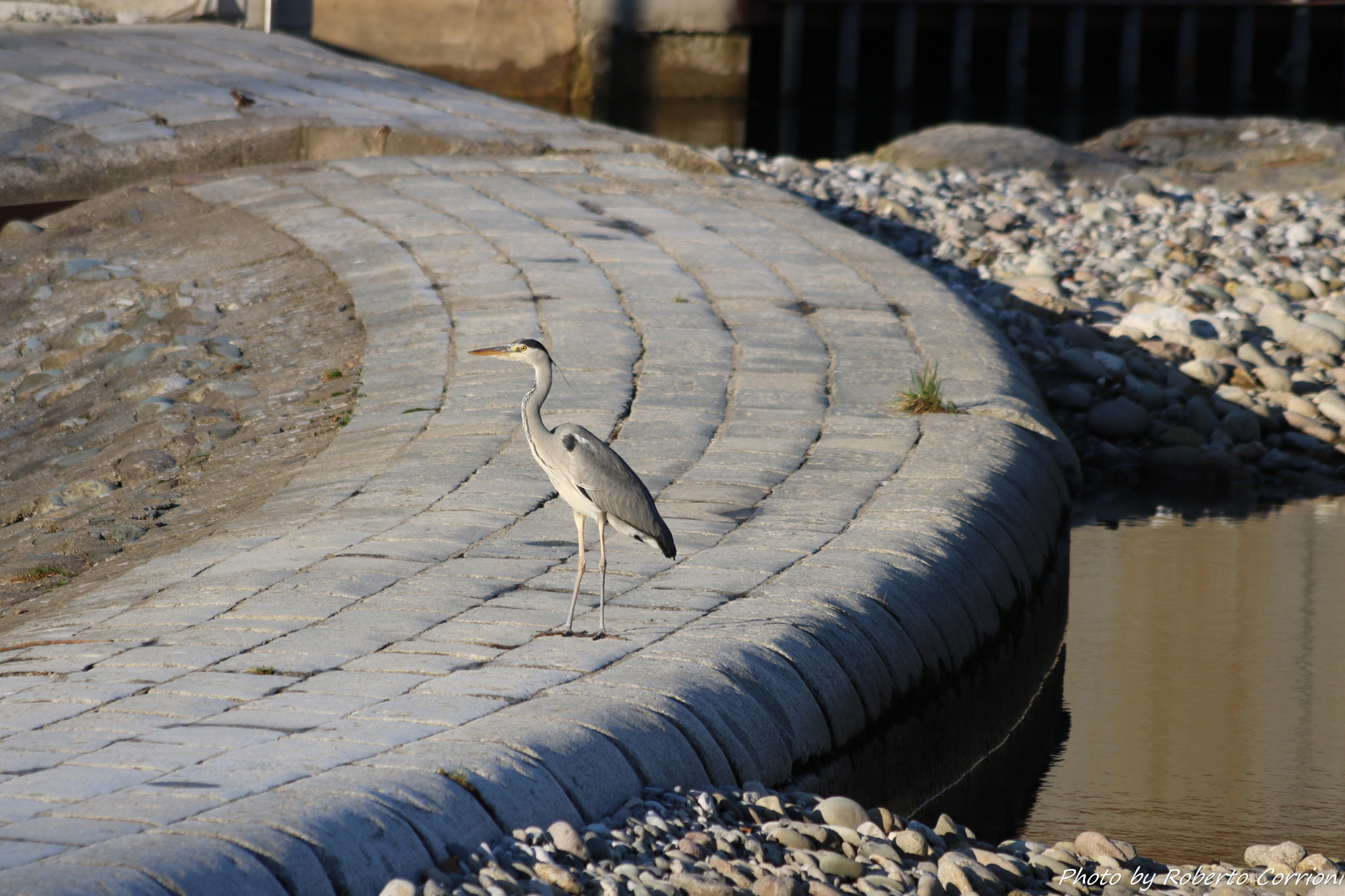 Canon EF 70-300mm F4-5.6 IS USM sample photo. Airone al fiume photography