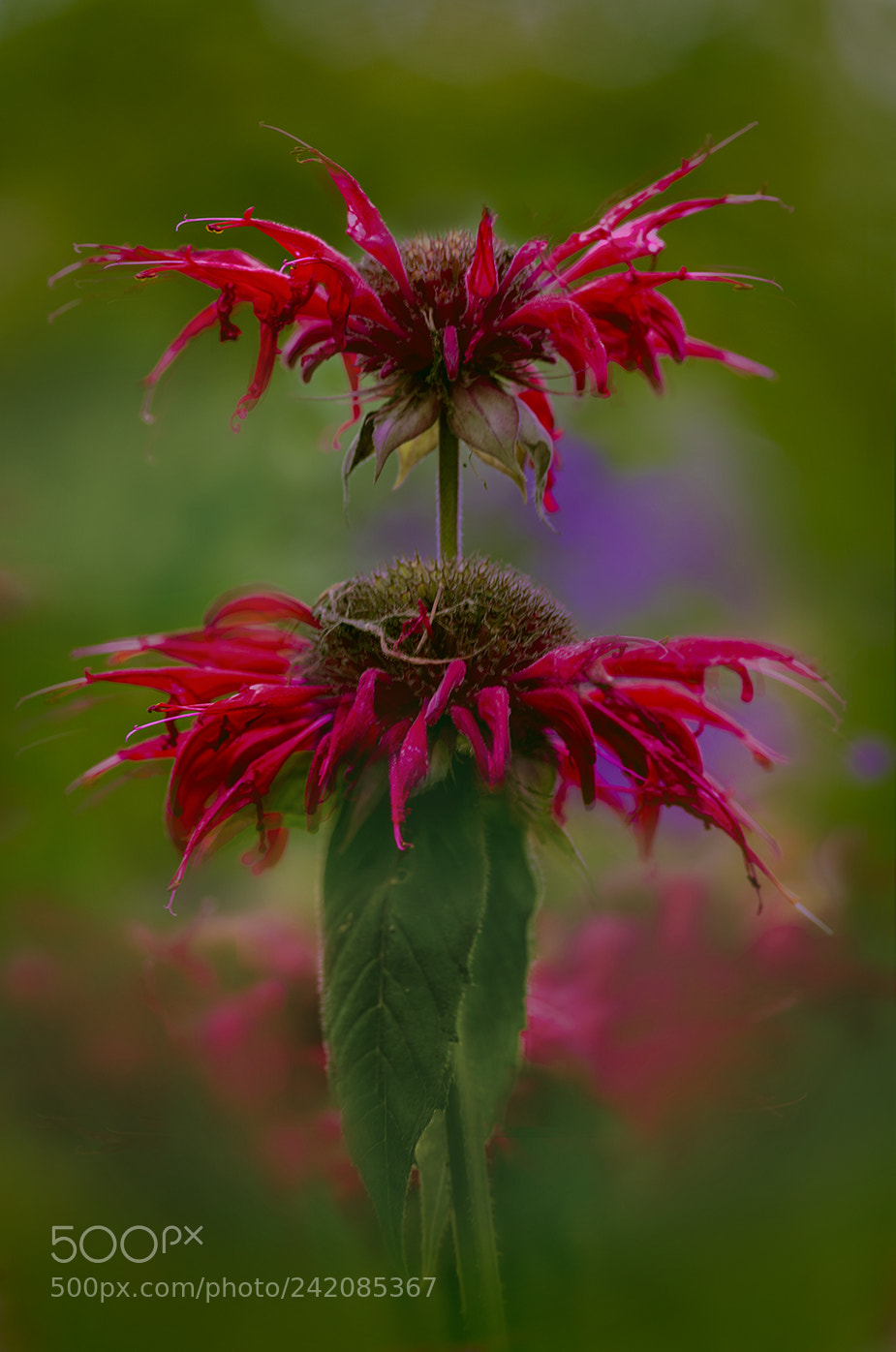 Pentax K-5 sample photo. Double decker bee balm photography