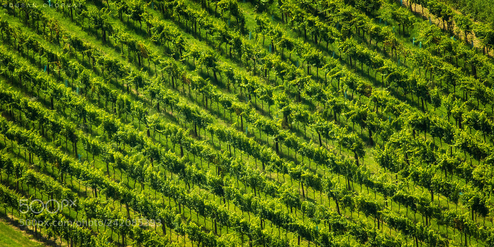 Canon EOS 7D Mark II sample photo. Vineyard theme photography
