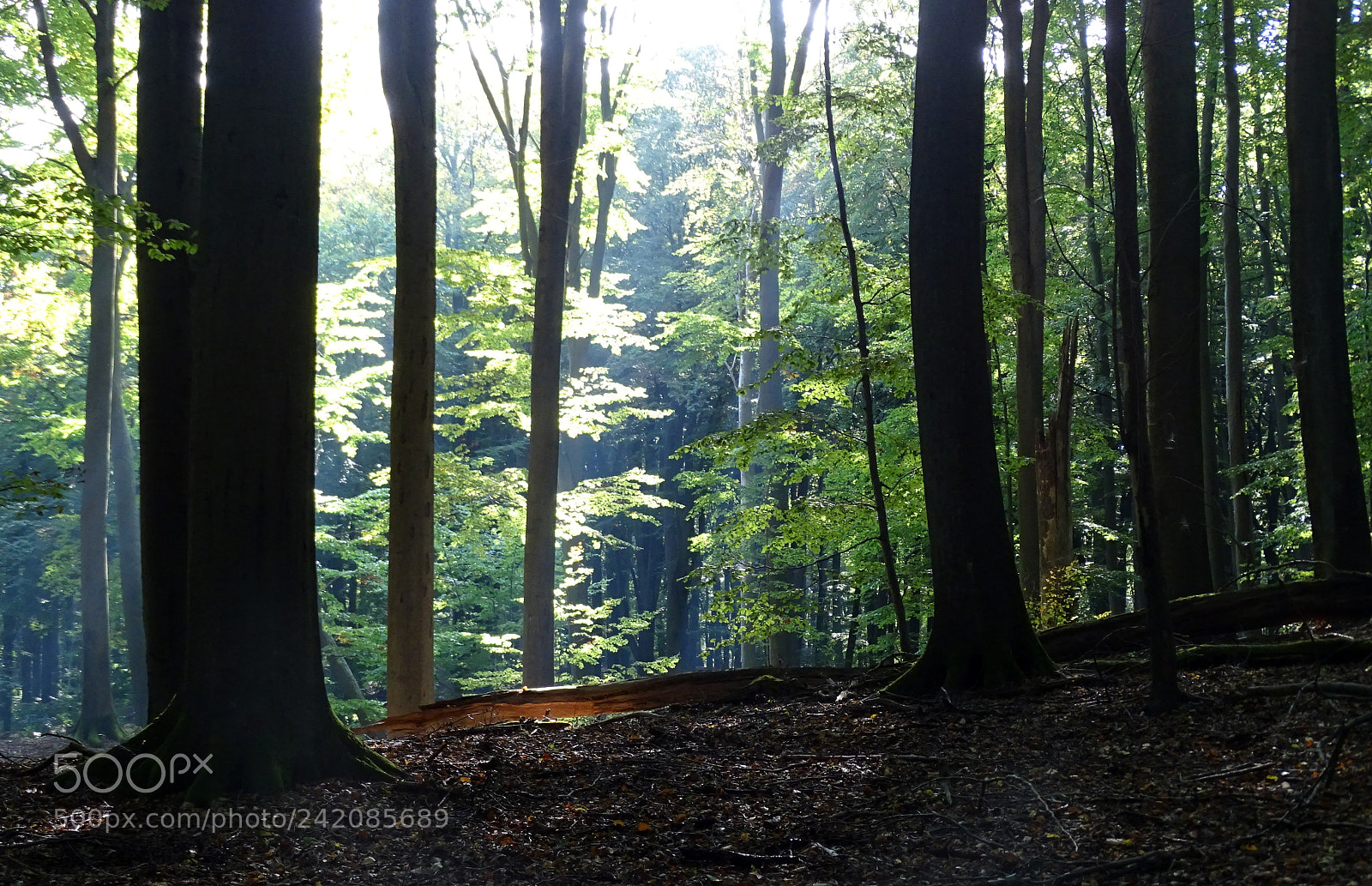 Sony Cyber-shot DSC-HX400V sample photo. Beech tree forest photography
