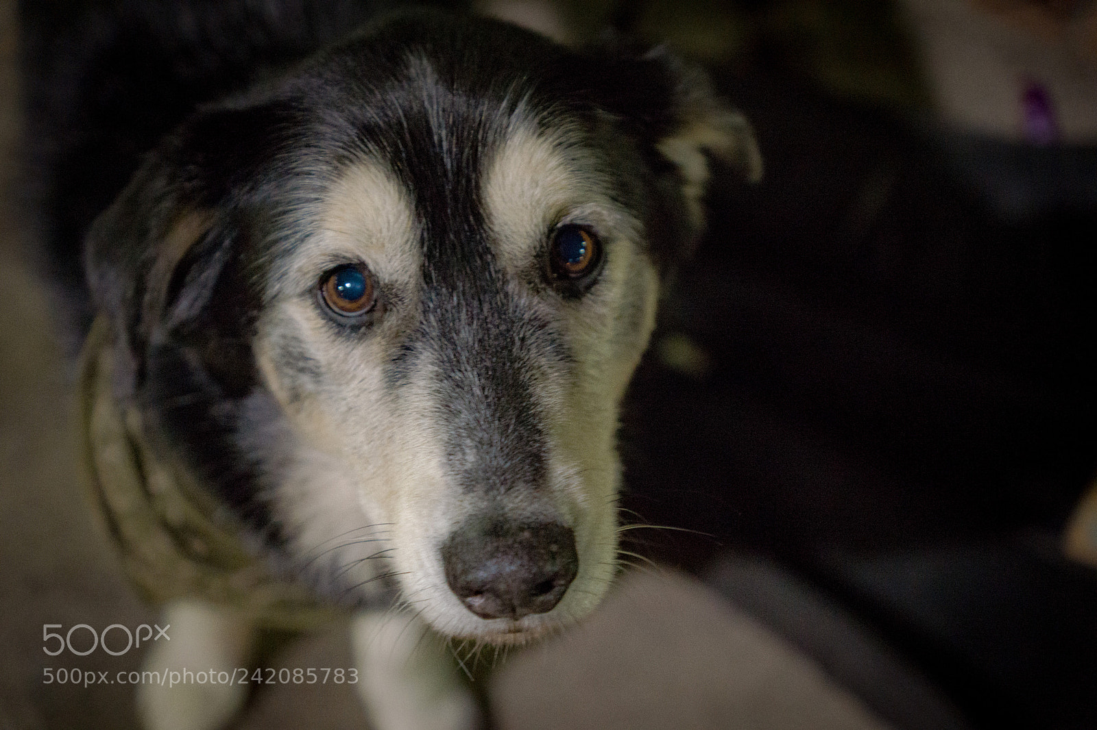 Sony SLT-A77 sample photo. Doggo photography
