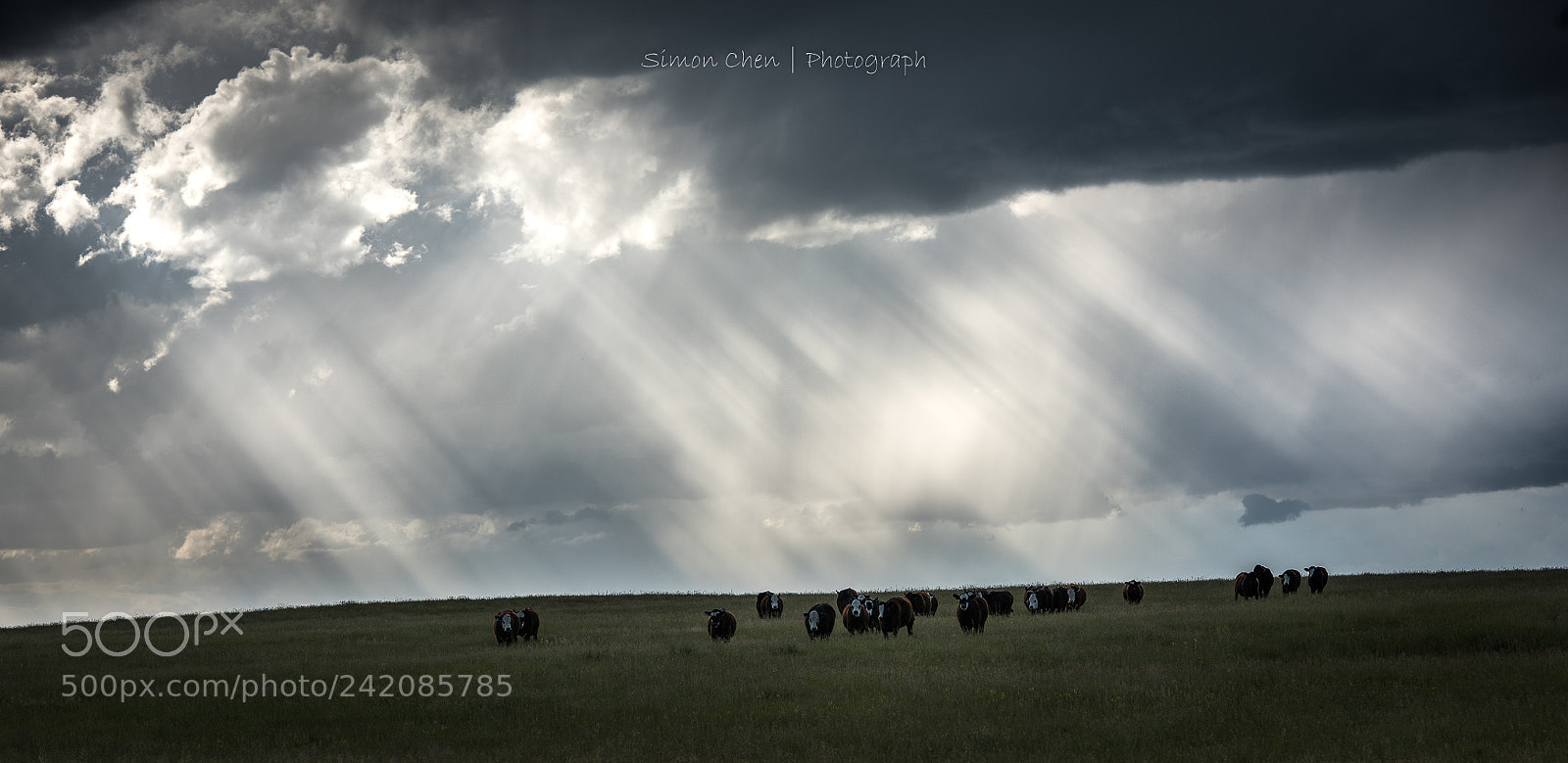 Nikon D810 sample photo. Summer rain photography