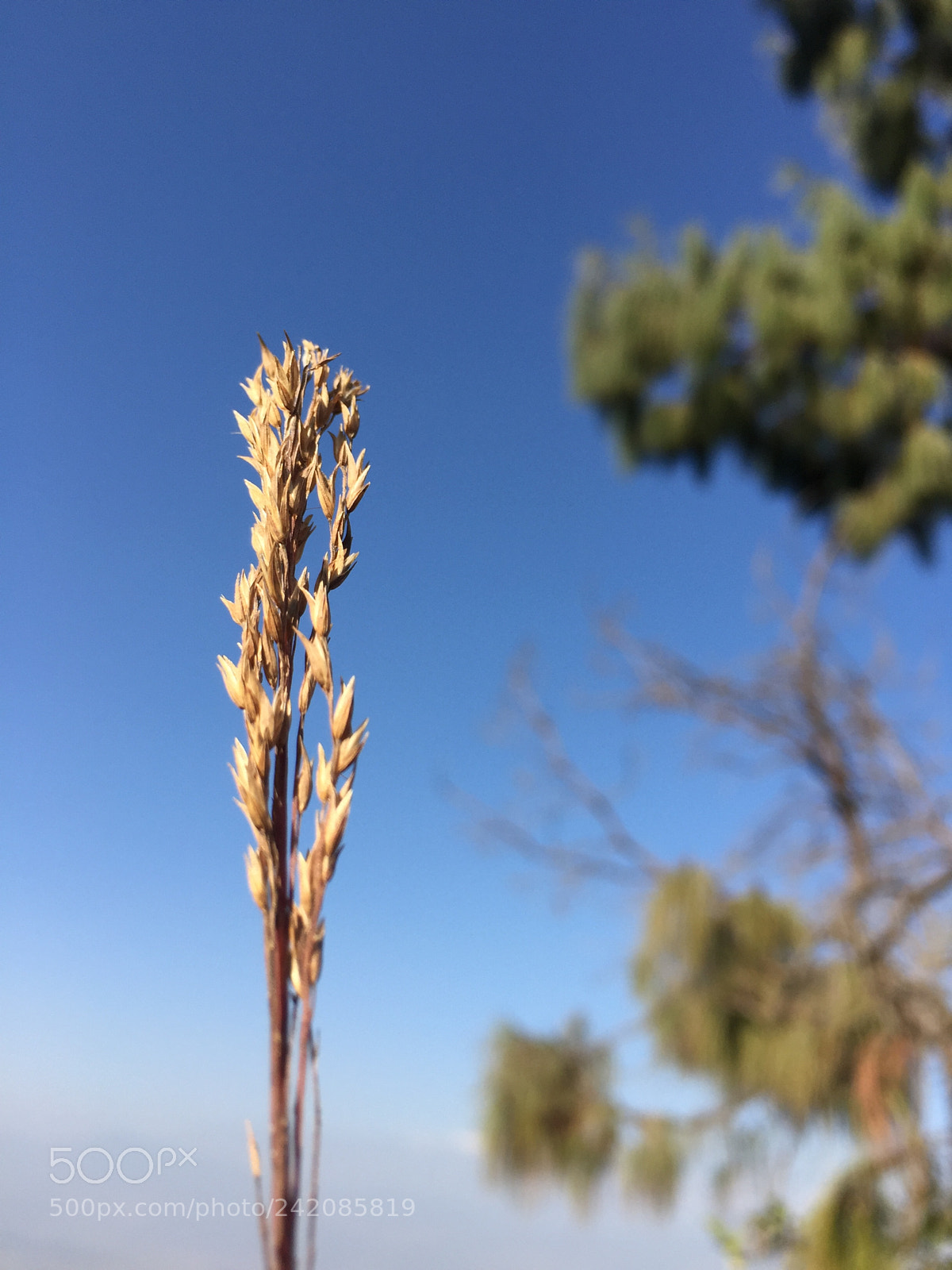 Apple iPhone 6 sample photo. Untitled photography