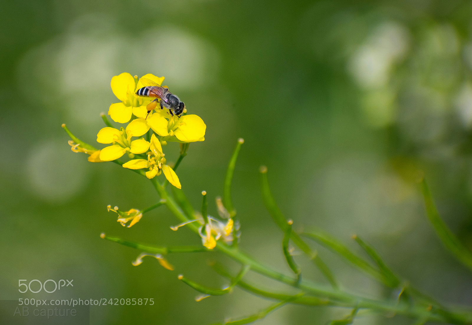 Nikon D3400 sample photo. Beauty of the nature!!! photography
