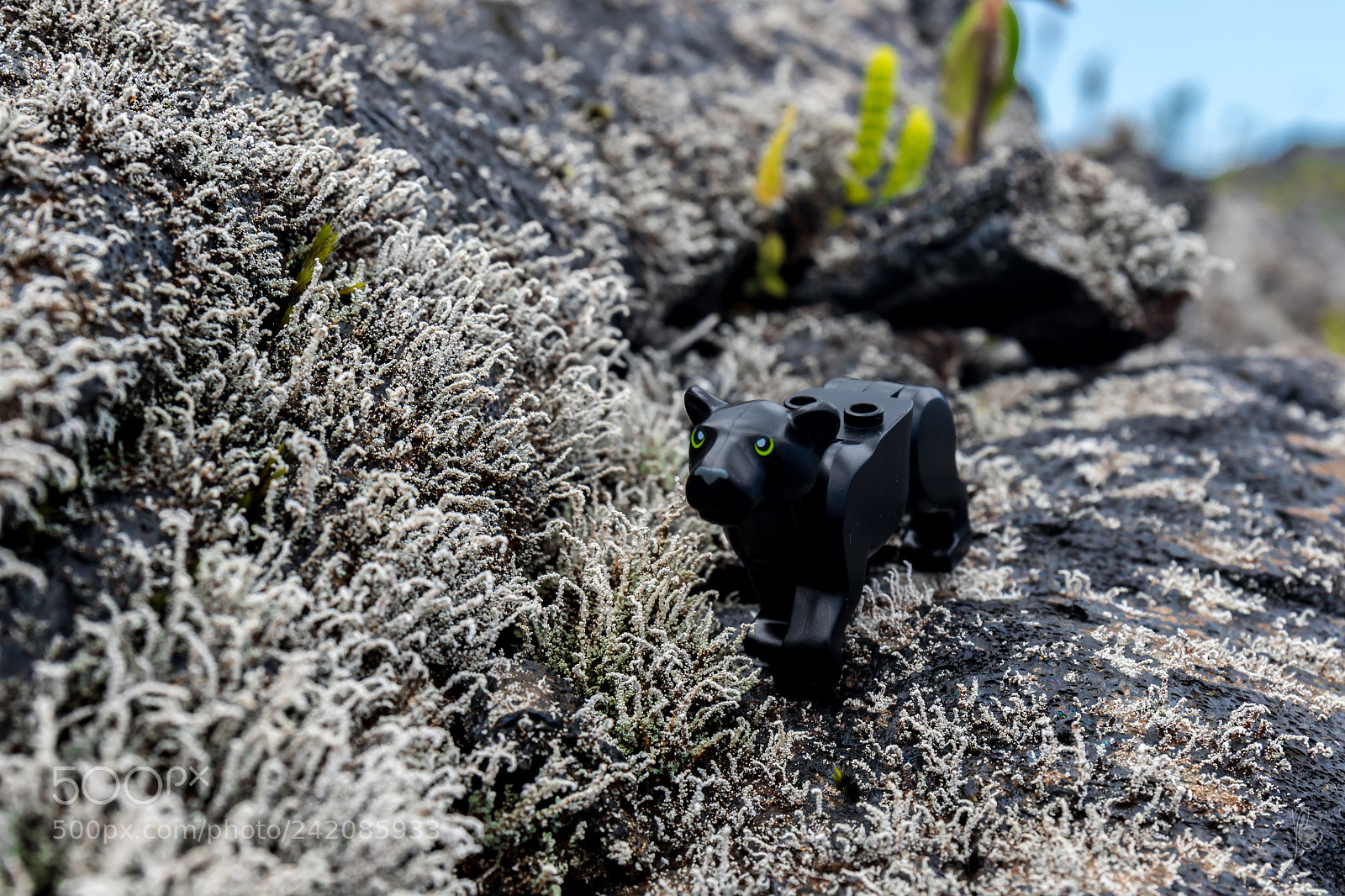 Canon EOS 7D Mark II sample photo. The black panther photography