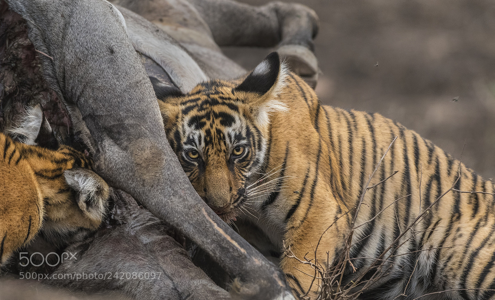 Nikon D500 sample photo. T-8-cubs photography