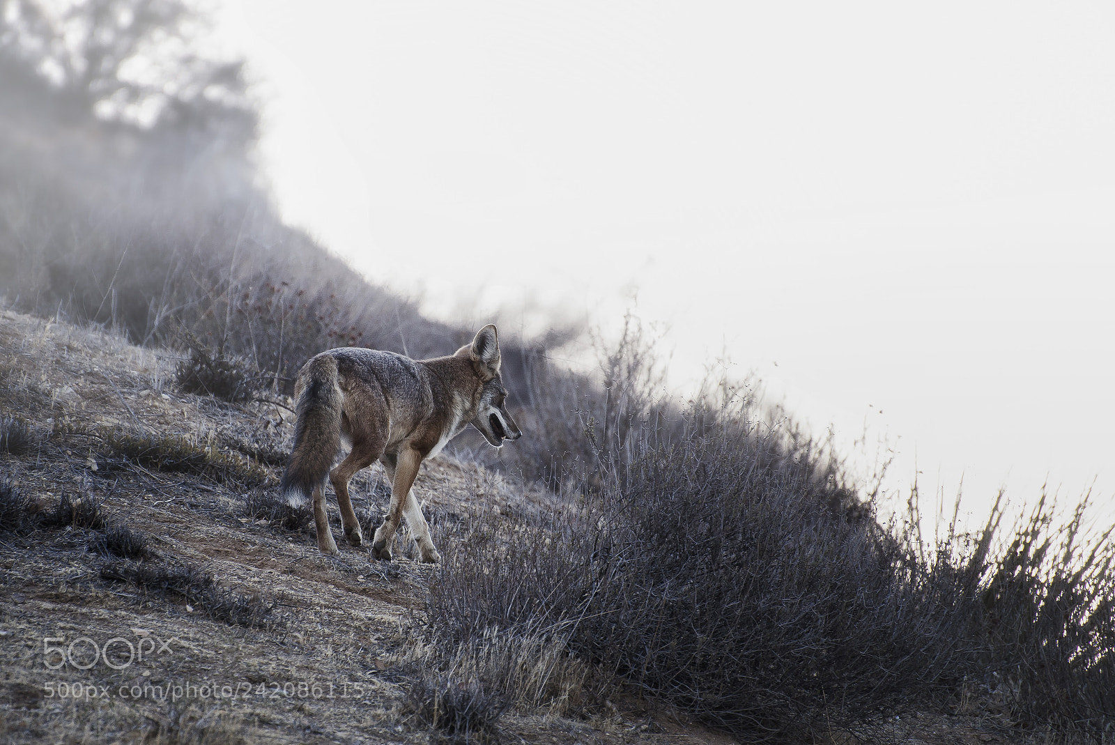 Nikon D600 sample photo. Coyote photography