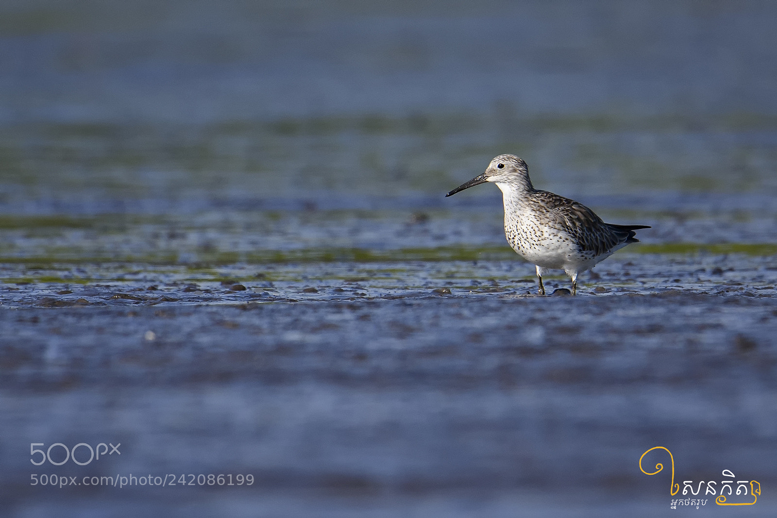 Nikon D810 sample photo. Curlew sanpiper photography