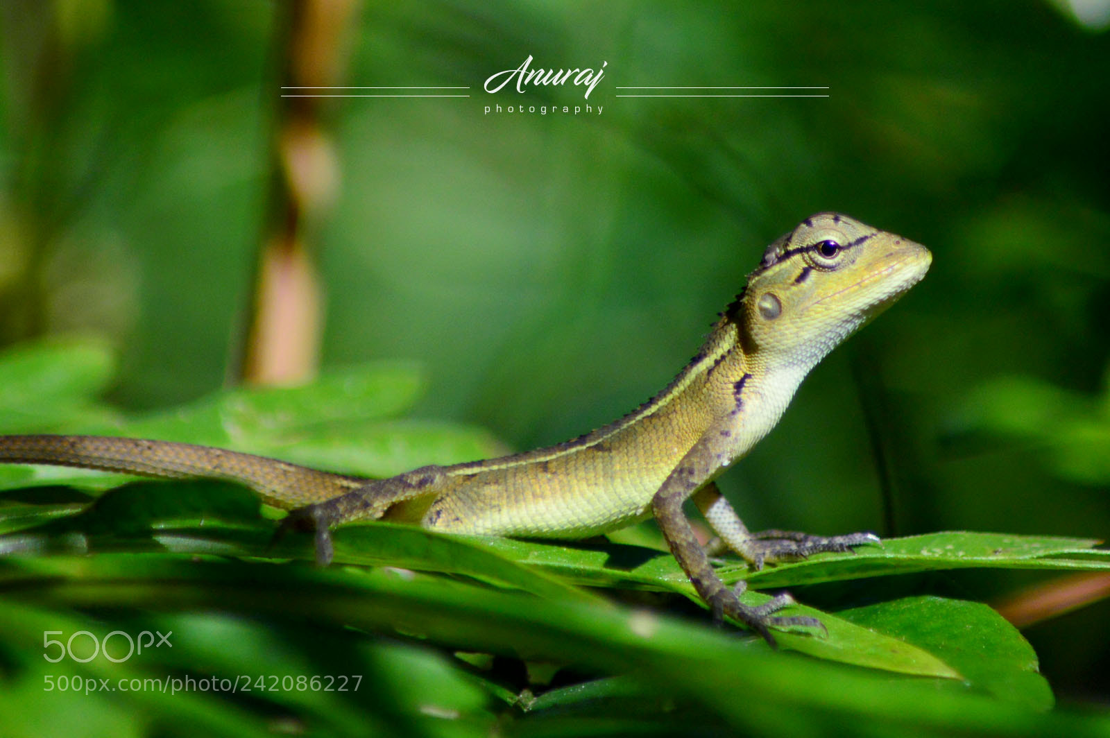 Nikon D3200 sample photo. Lizard photography