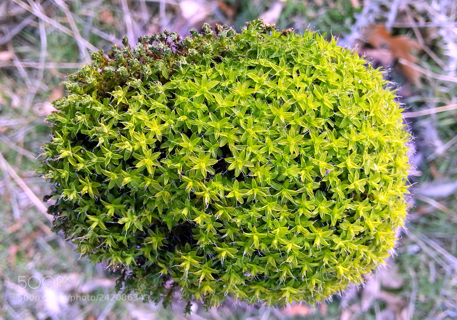 Samsung Galaxy Note2 sample photo. Moss photography