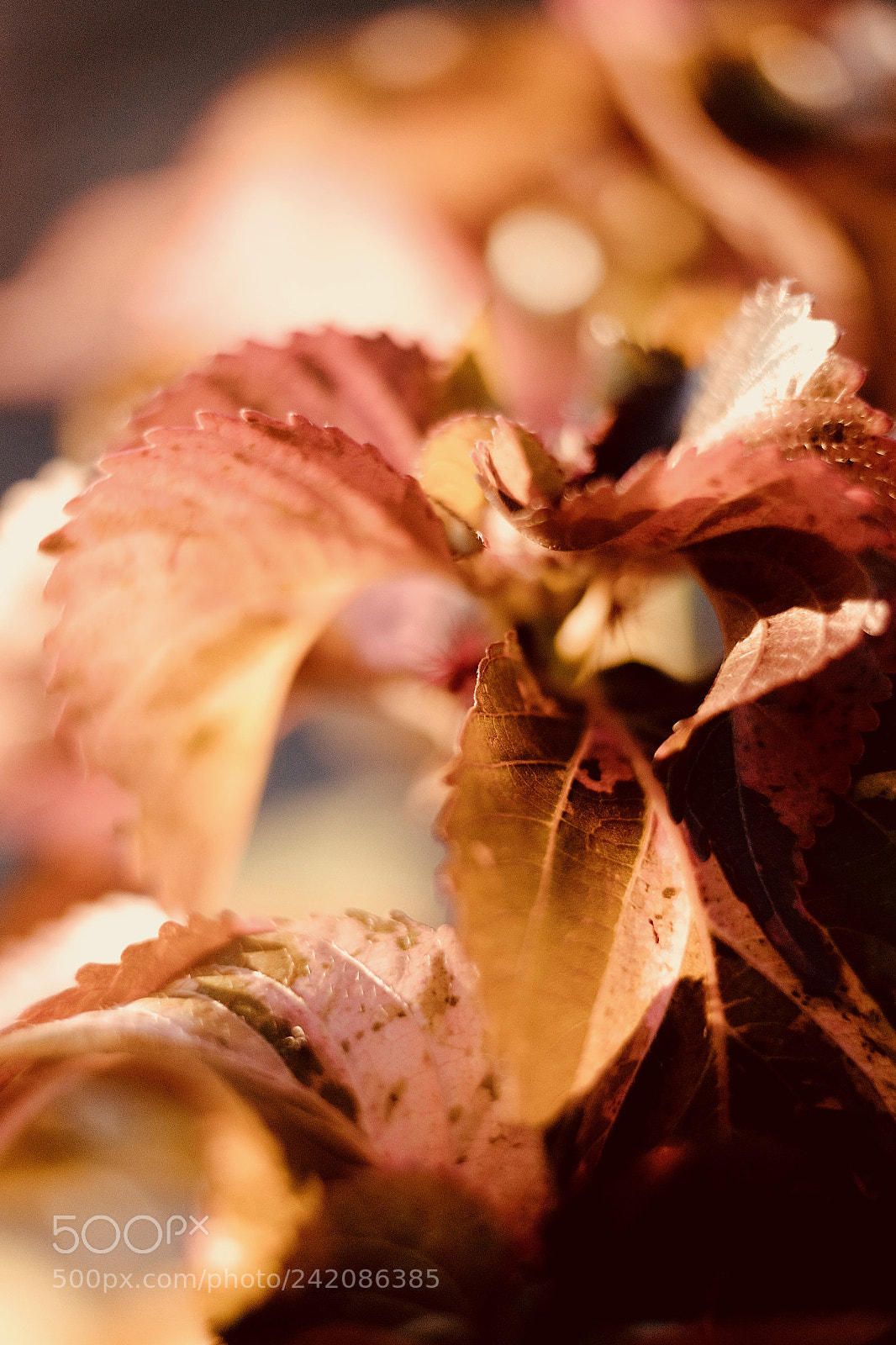 Fujifilm X-T10 sample photo. Shades of warm photography