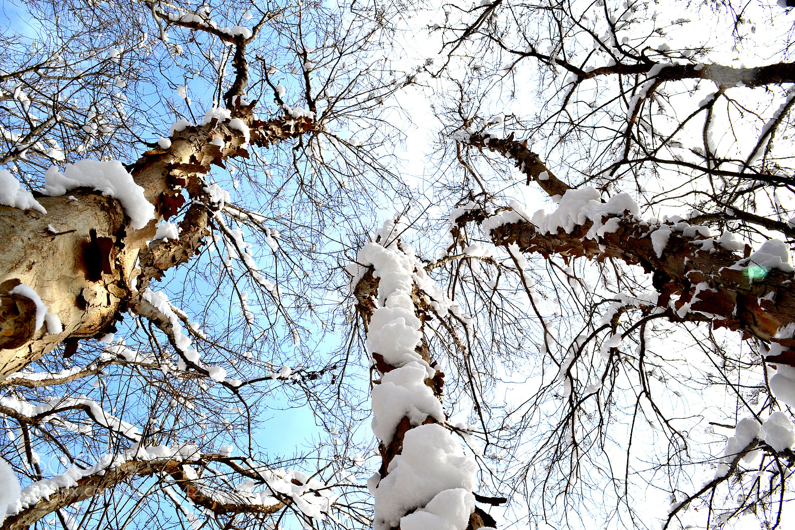 Nikon D3100 sample photo. Snow on trees photography