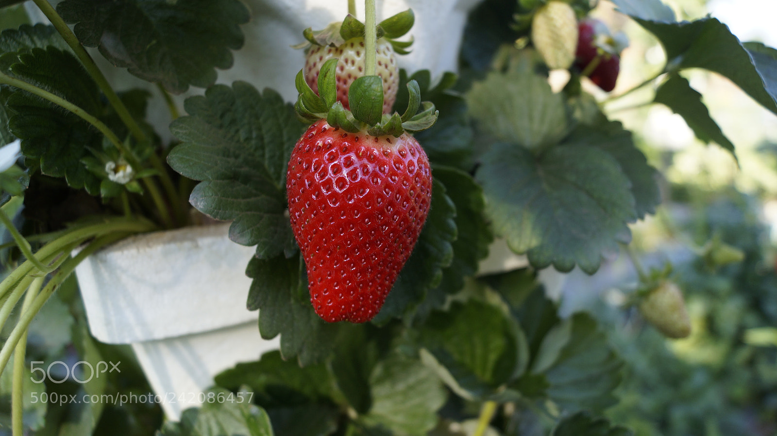 Sony SLT-A57 sample photo. Strawberry in the farm photography