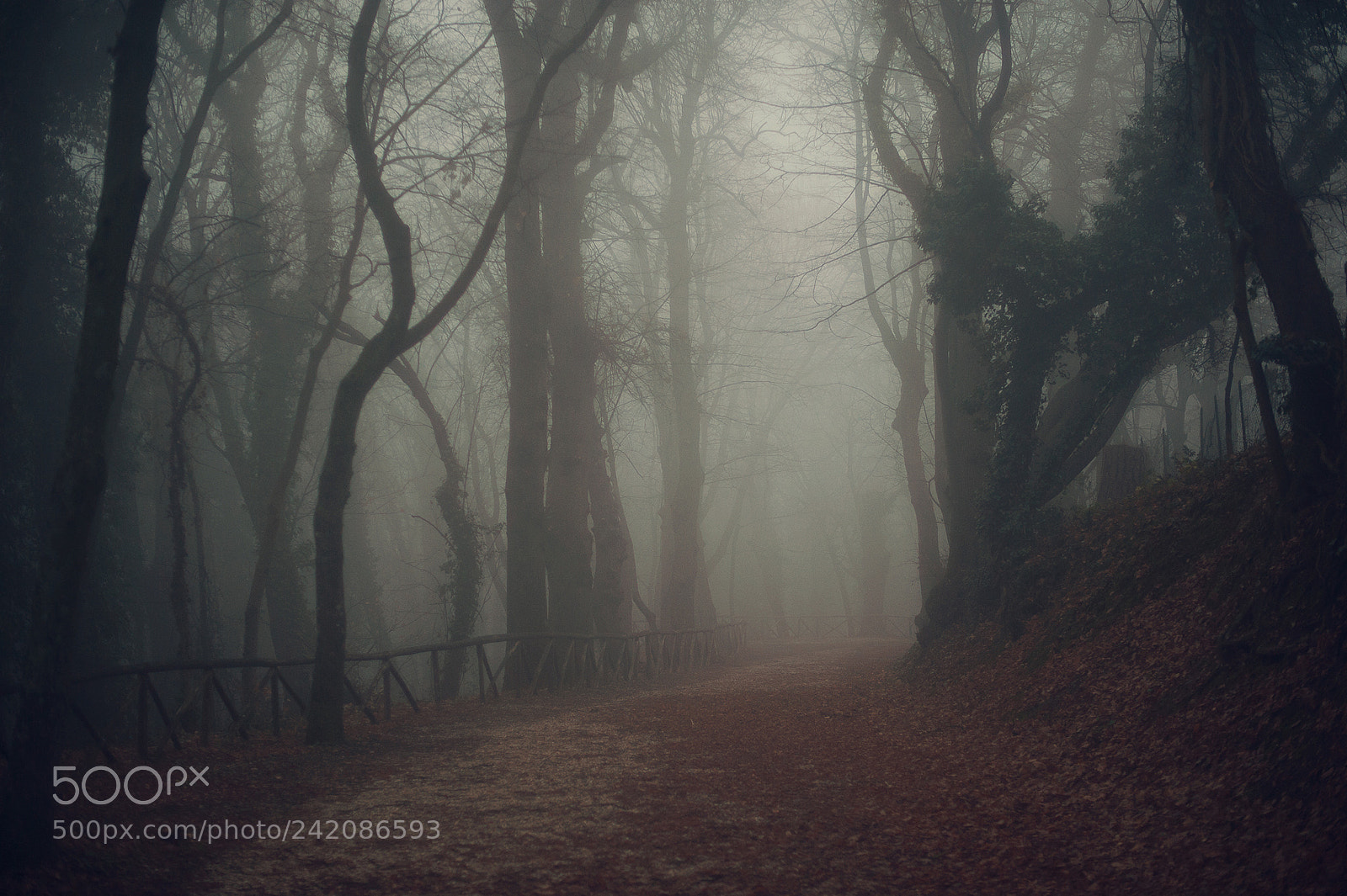 Nikon D3 sample photo. La nebbia si dirada photography