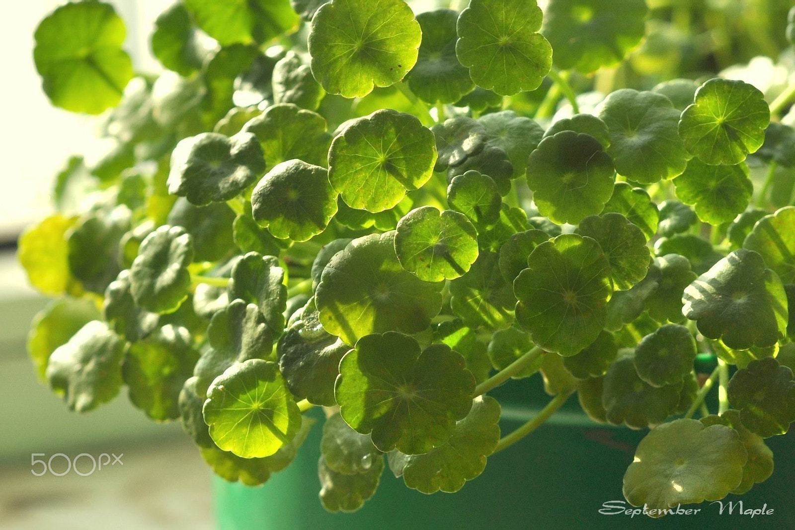 Nikon D90 + Nikon AF Nikkor 50mm F1.8D sample photo. 冬天里的春天 photography