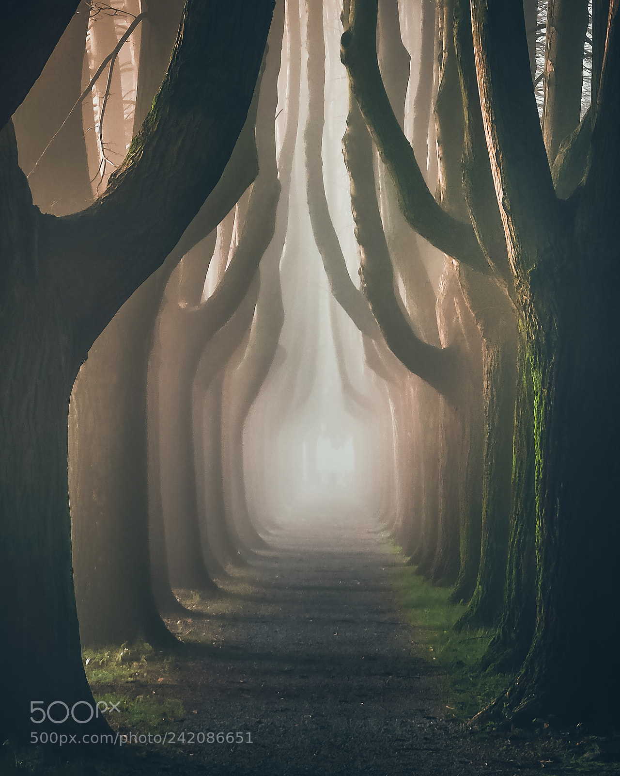 Olympus OM-D E-M10 sample photo. Il fascino della nebbia photography