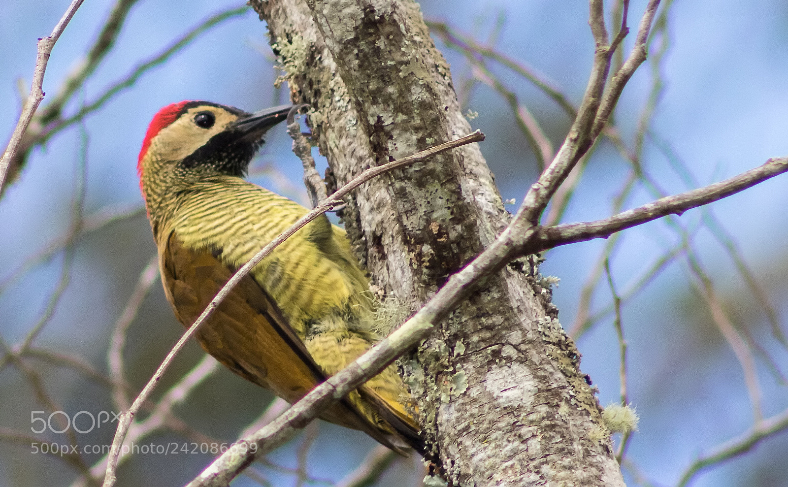 Canon EOS 750D (EOS Rebel T6i / EOS Kiss X8i) sample photo. Yellow vented woodpecker photography