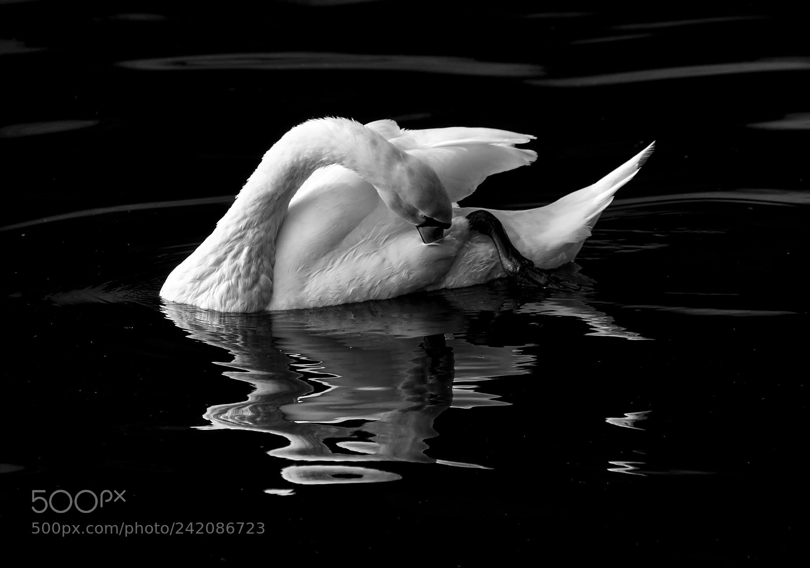 Canon EOS 7D Mark II sample photo. Resting swan ... photography