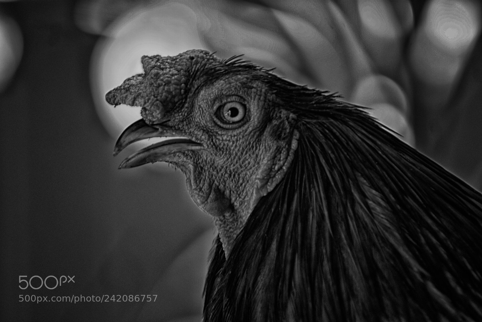 Sony Alpha DSLR-A200 sample photo. Toraja rooster photography