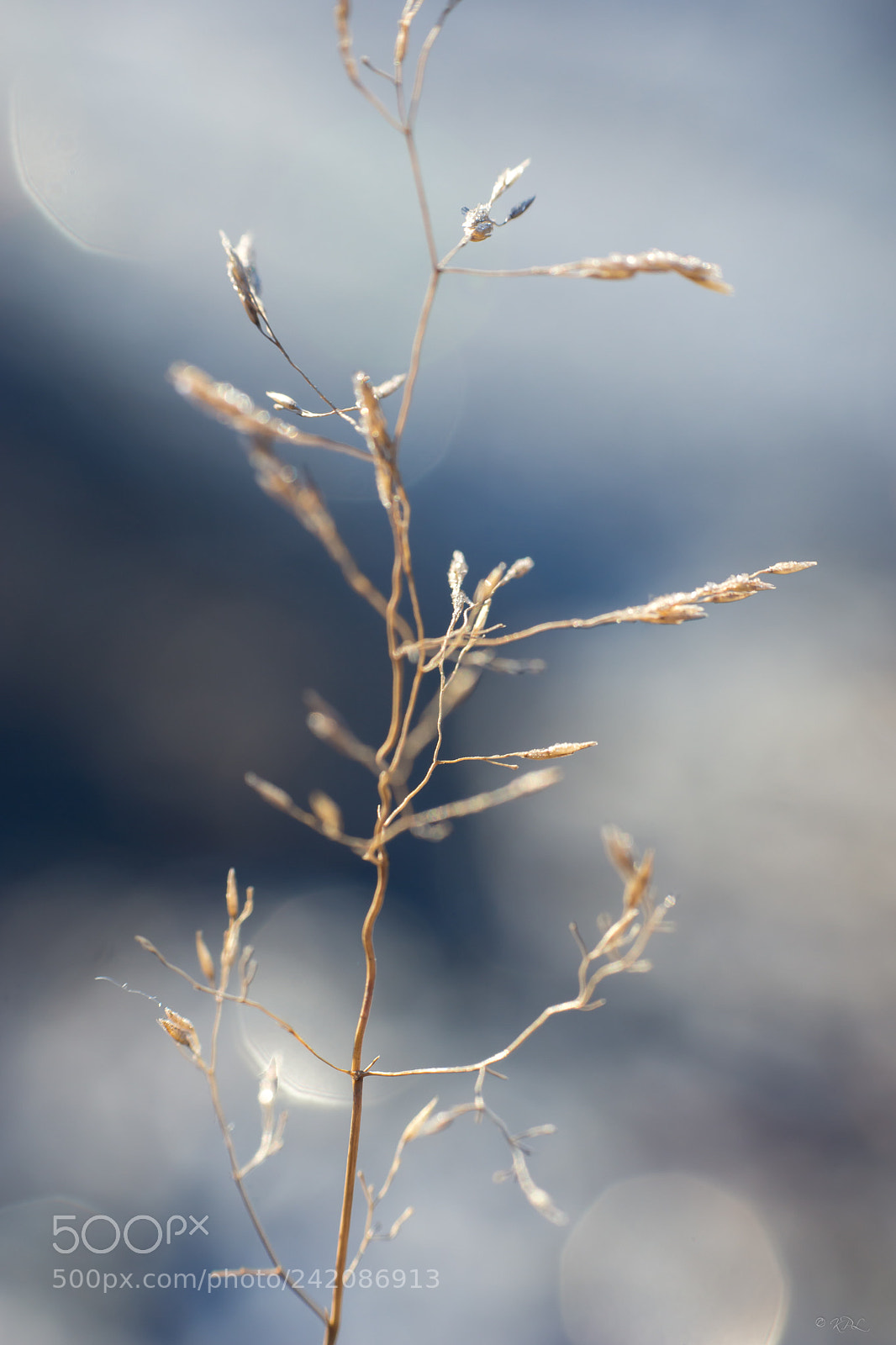 Sony SLT-A77 sample photo. . . . photography