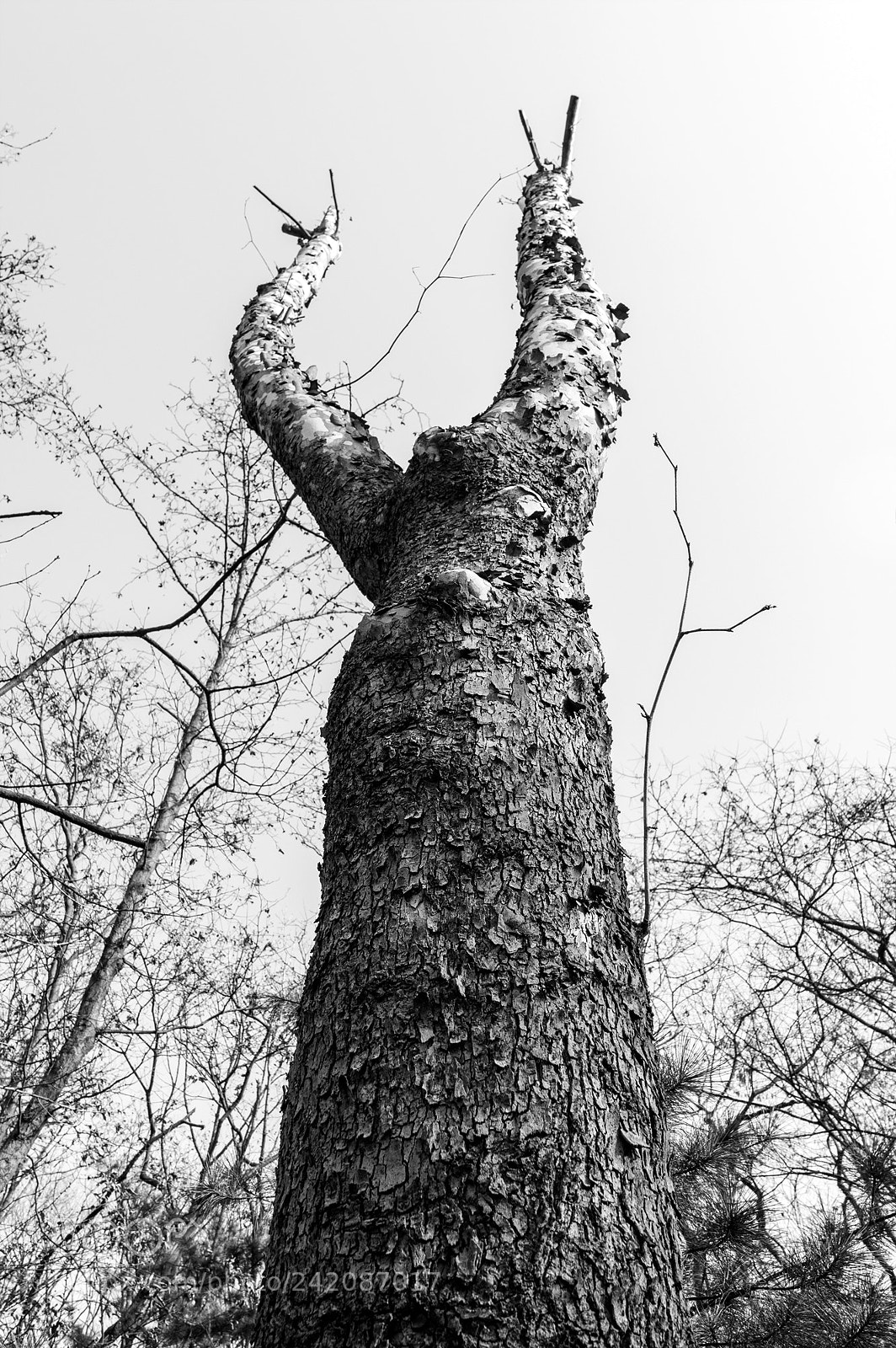 Pentax K-3 sample photo. Coexistence photography