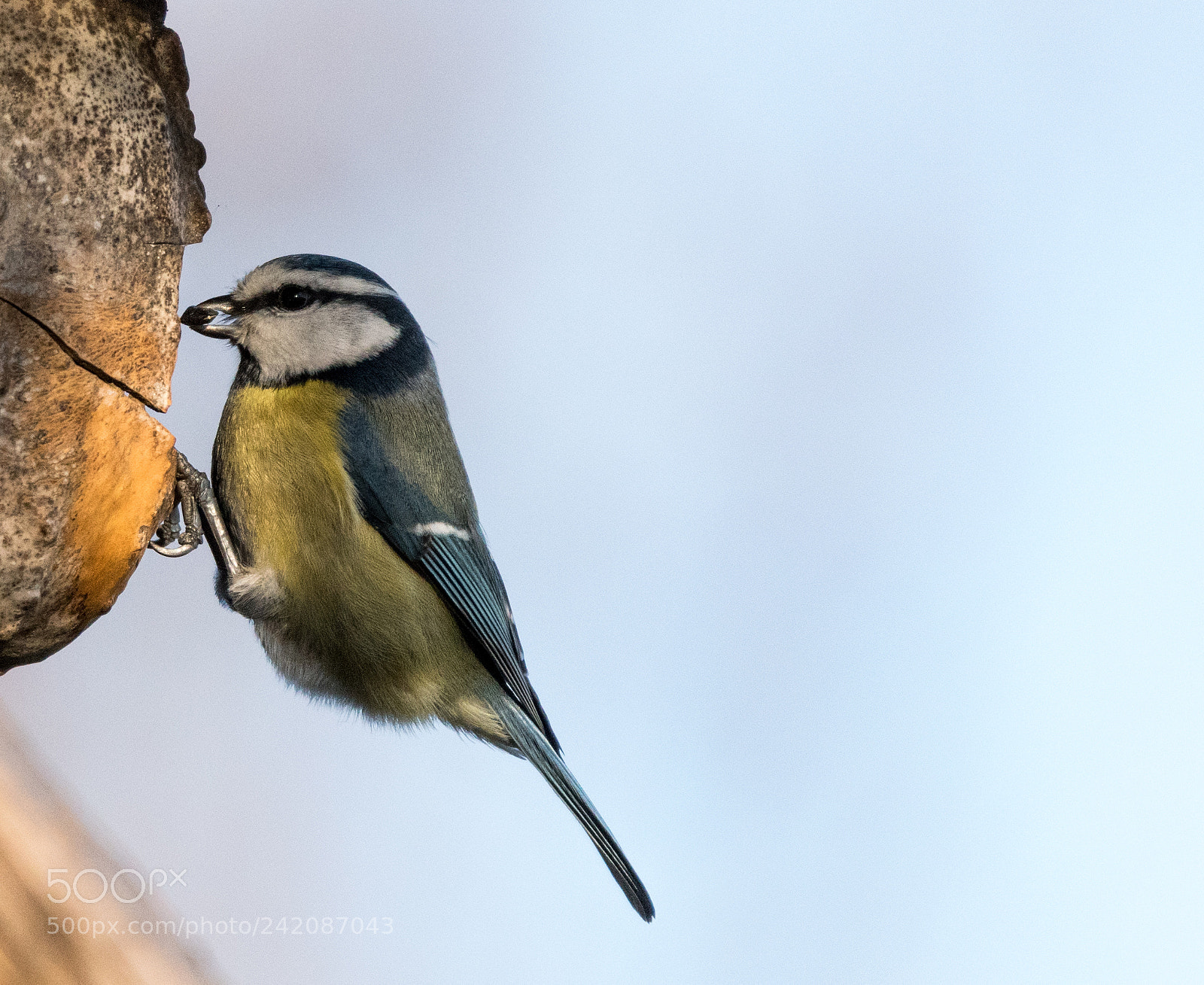 Nikon D5500 sample photo. Paridae photography