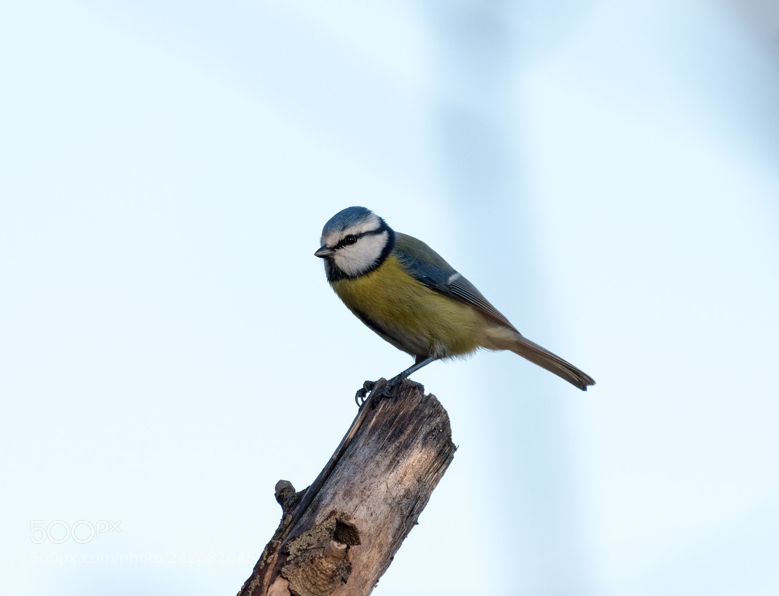 Nikon D5500 sample photo. Paridae photography