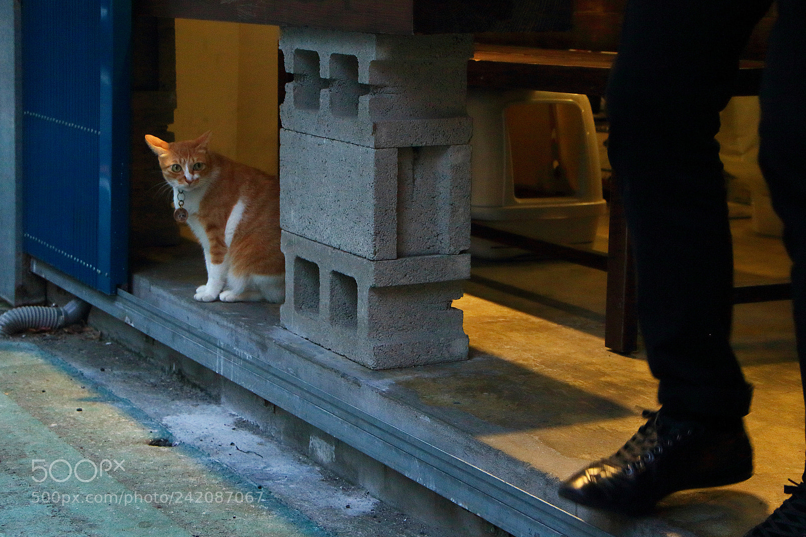 Canon EOS 650D (EOS Rebel T4i / EOS Kiss X6i) sample photo. #behind_faces photography