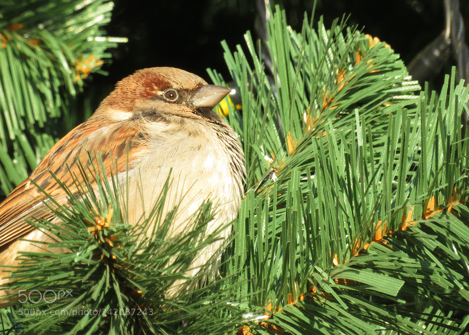 Canon PowerShot SX720 HS sample photo. Sparrow on the christmas photography